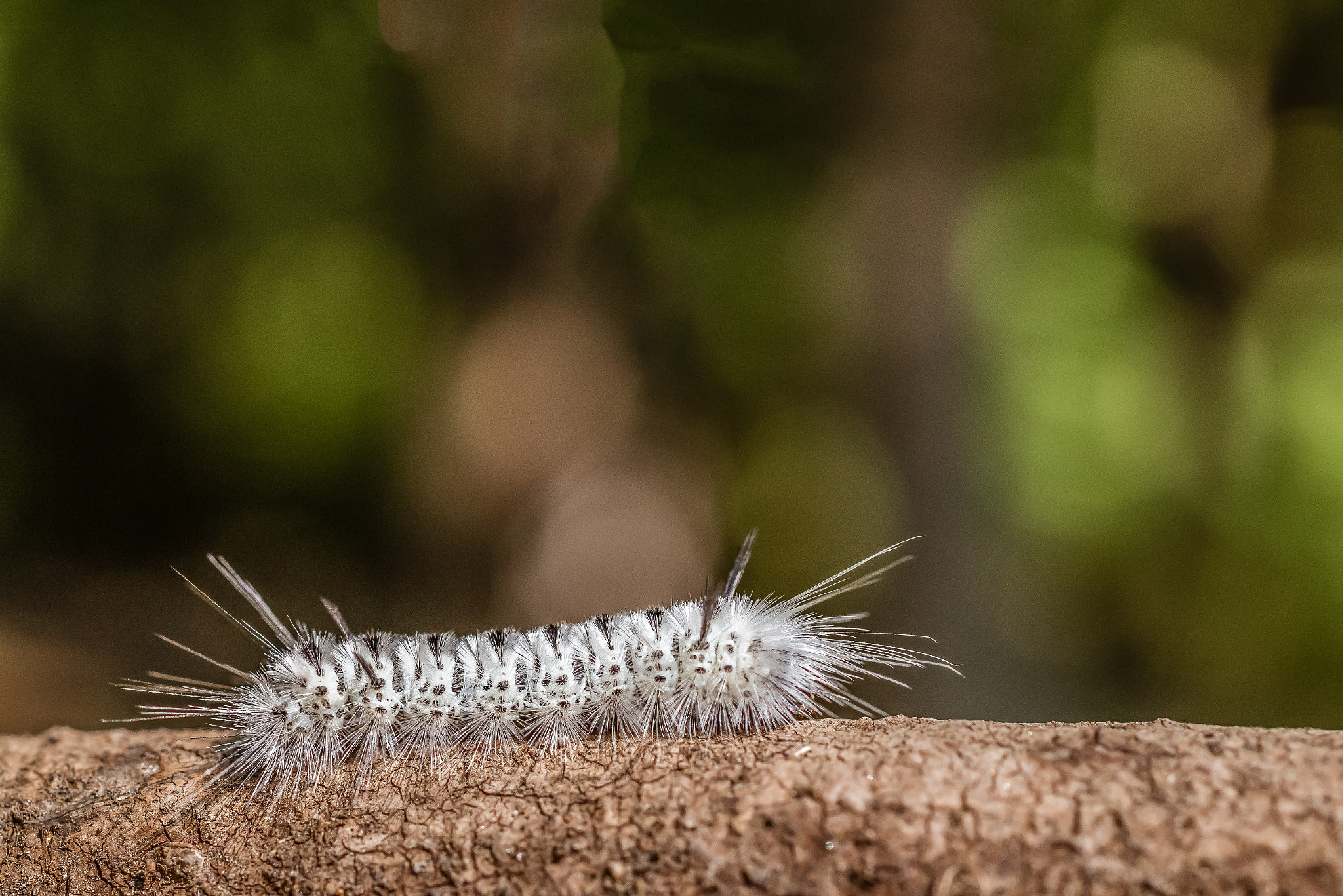 Nikon D810 + ZEISS Milvus 50mm F2 Macro sample photo. Furry little caterpillar  photography