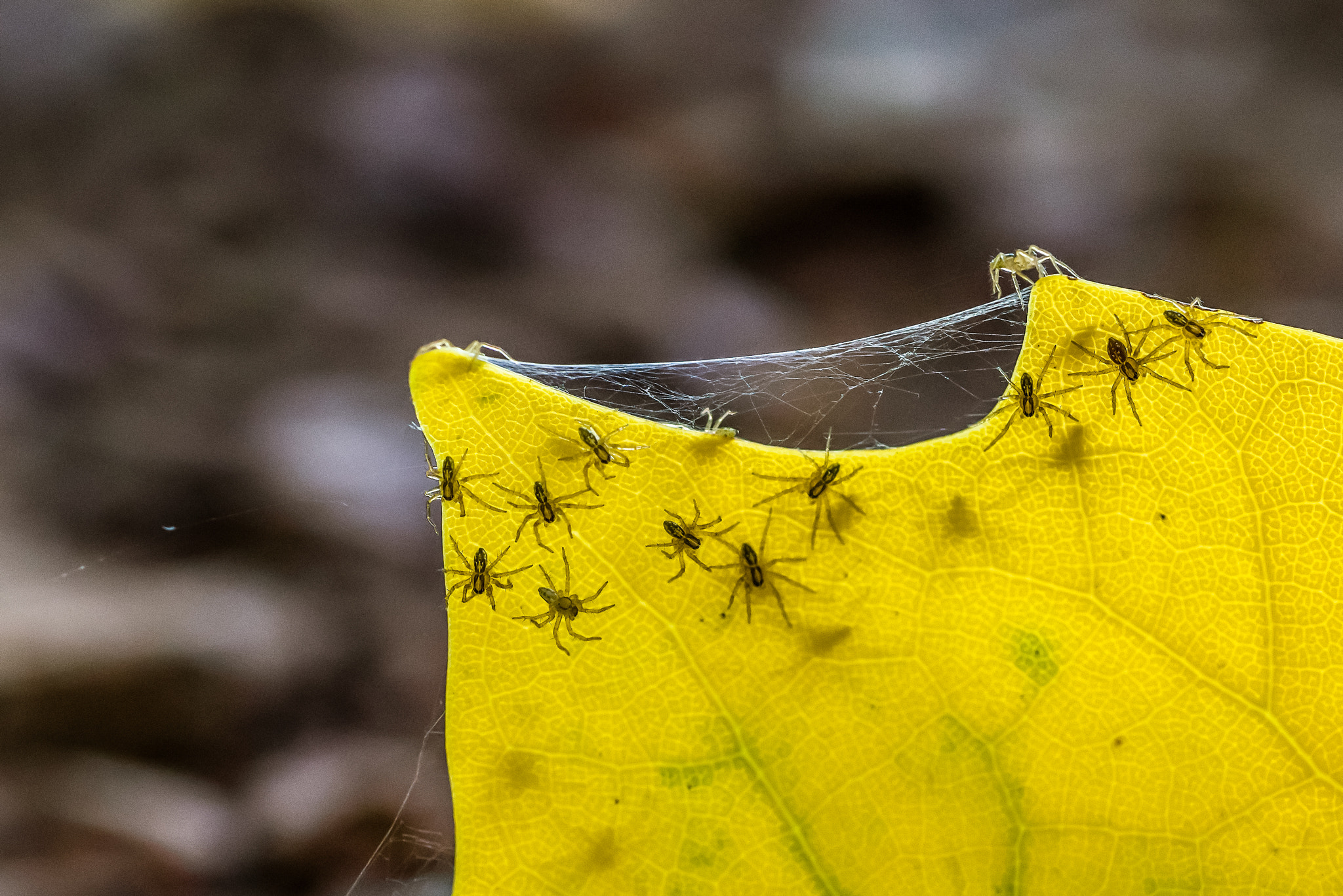 Nikon D810 + ZEISS Milvus 50mm F2 Macro sample photo. The invasion photography