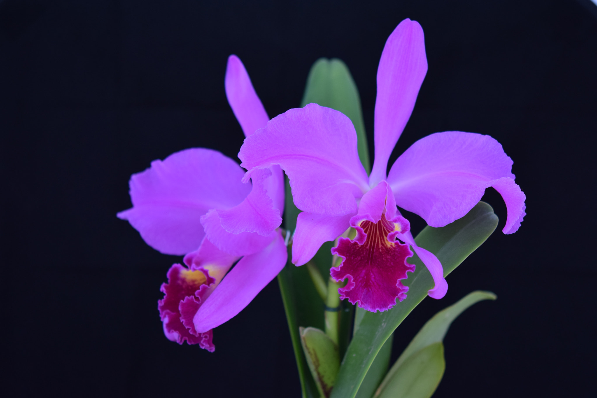 Nikon AF-S Micro-Nikkor 60mm F2.8G ED sample photo. Dsc photography