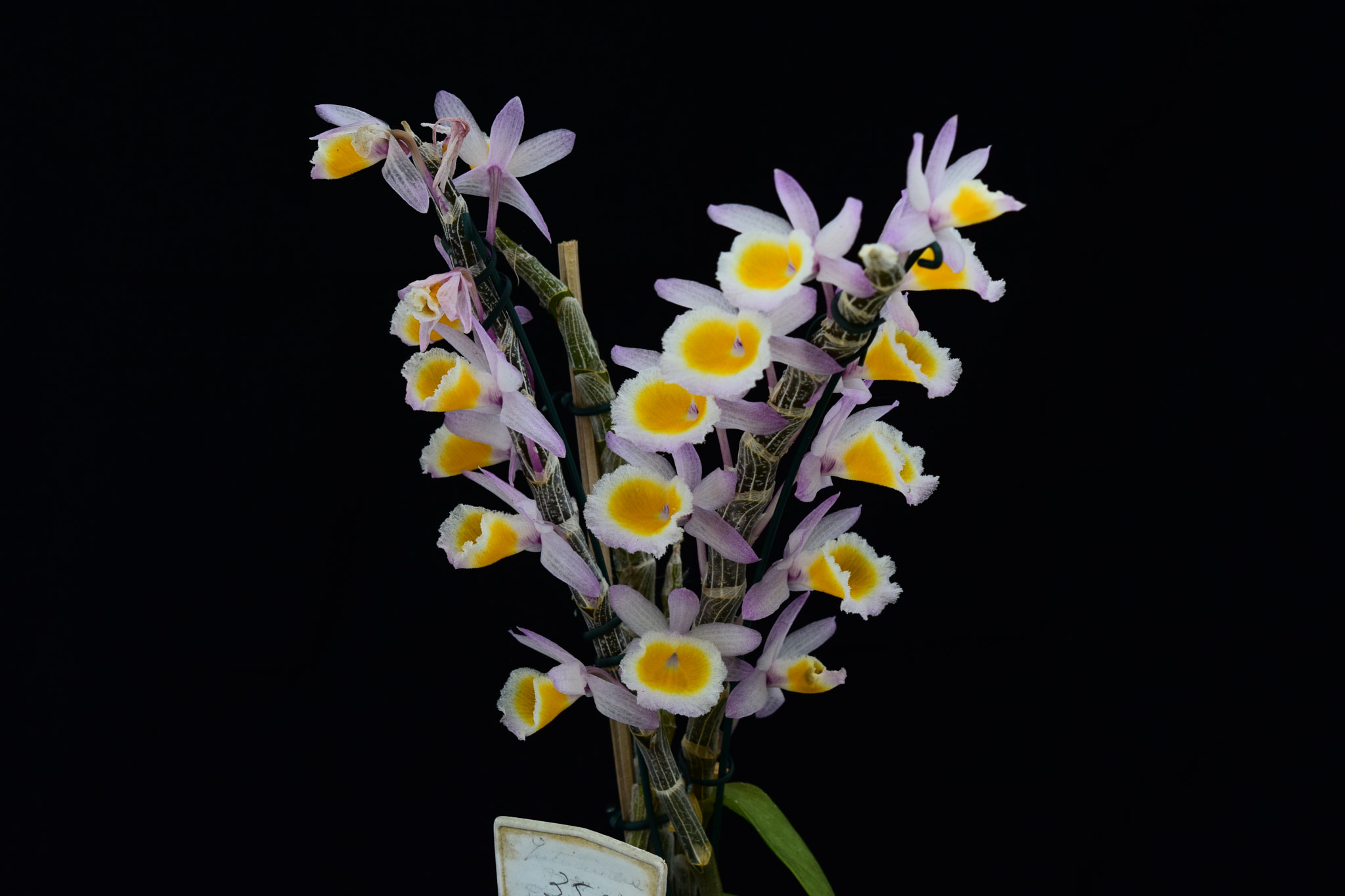 Nikon AF-S Micro-Nikkor 60mm F2.8G ED sample photo. Nice photography