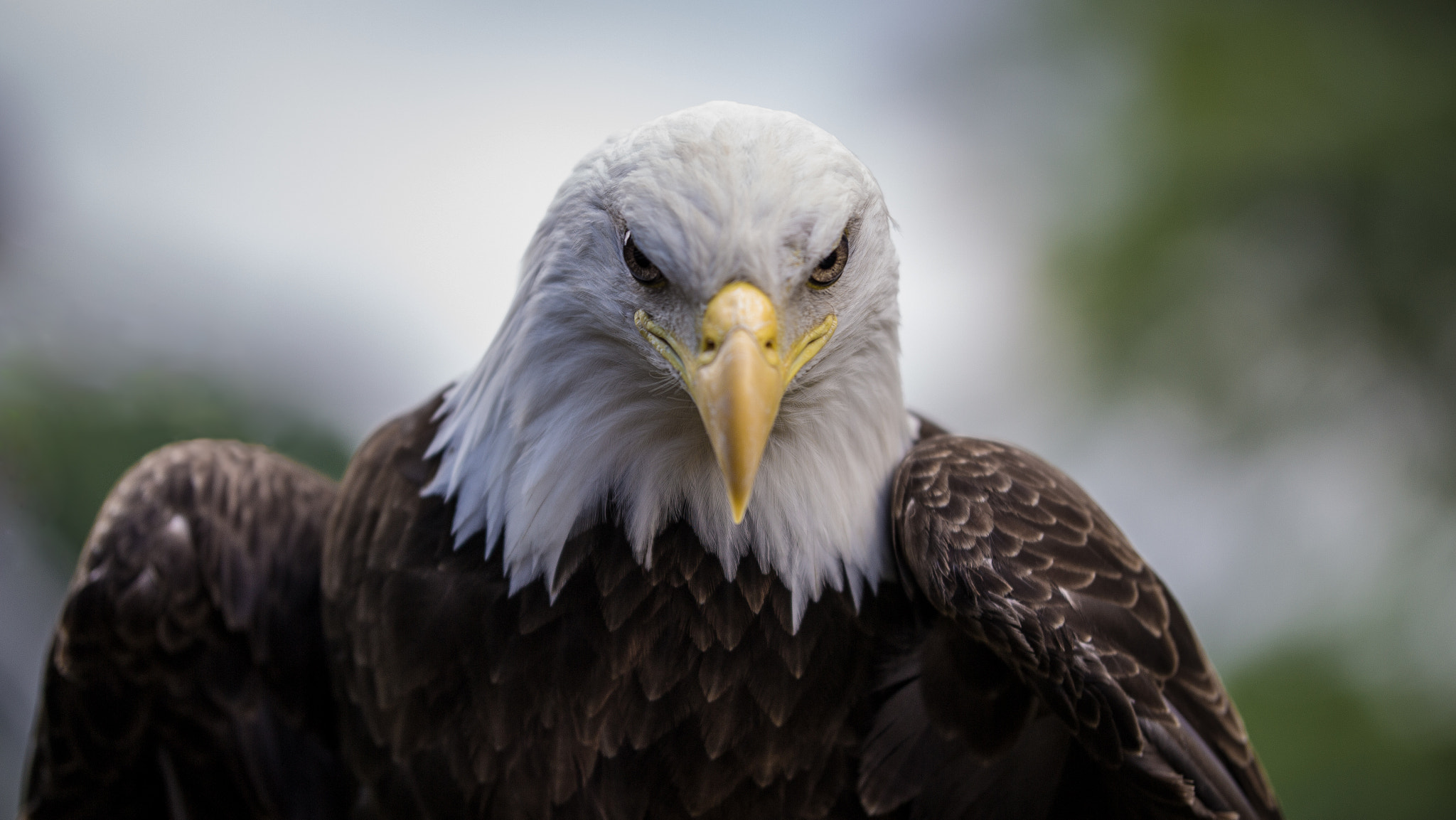 Canon EOS 600D (Rebel EOS T3i / EOS Kiss X5) + Sigma 50-100mm F1.8 DC HSM Art sample photo. Bald eagle 2 photography