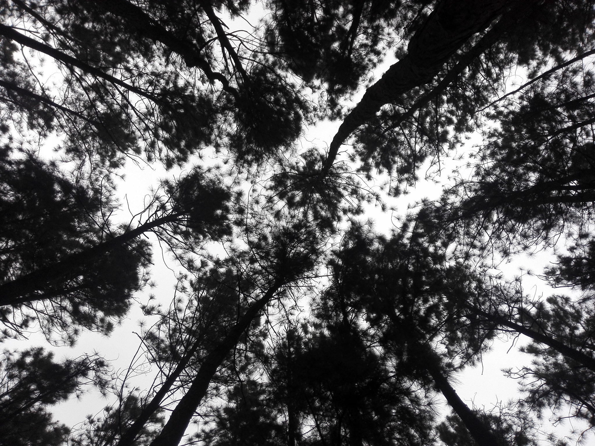 HUAWEI H60-L04 sample photo. Pine forest photography