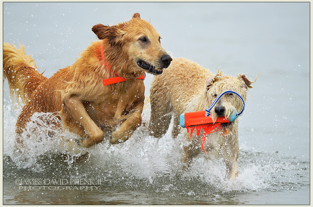 Nikon D7000 + Nikon AF-S Nikkor 500mm F4G ED VR sample photo. Dog beach series:  the return photography