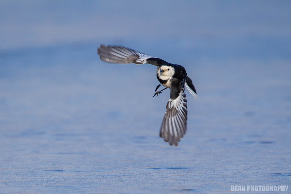 Canon EOS-1D Mark IV sample photo. Flying photography
