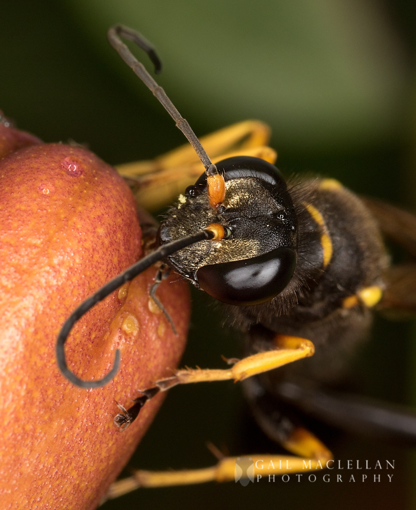 Canon MP-E 65mm F2.5 1-5x Macro Photo sample photo. Black and yellow mud dauber (sceliphron caementarium) photography
