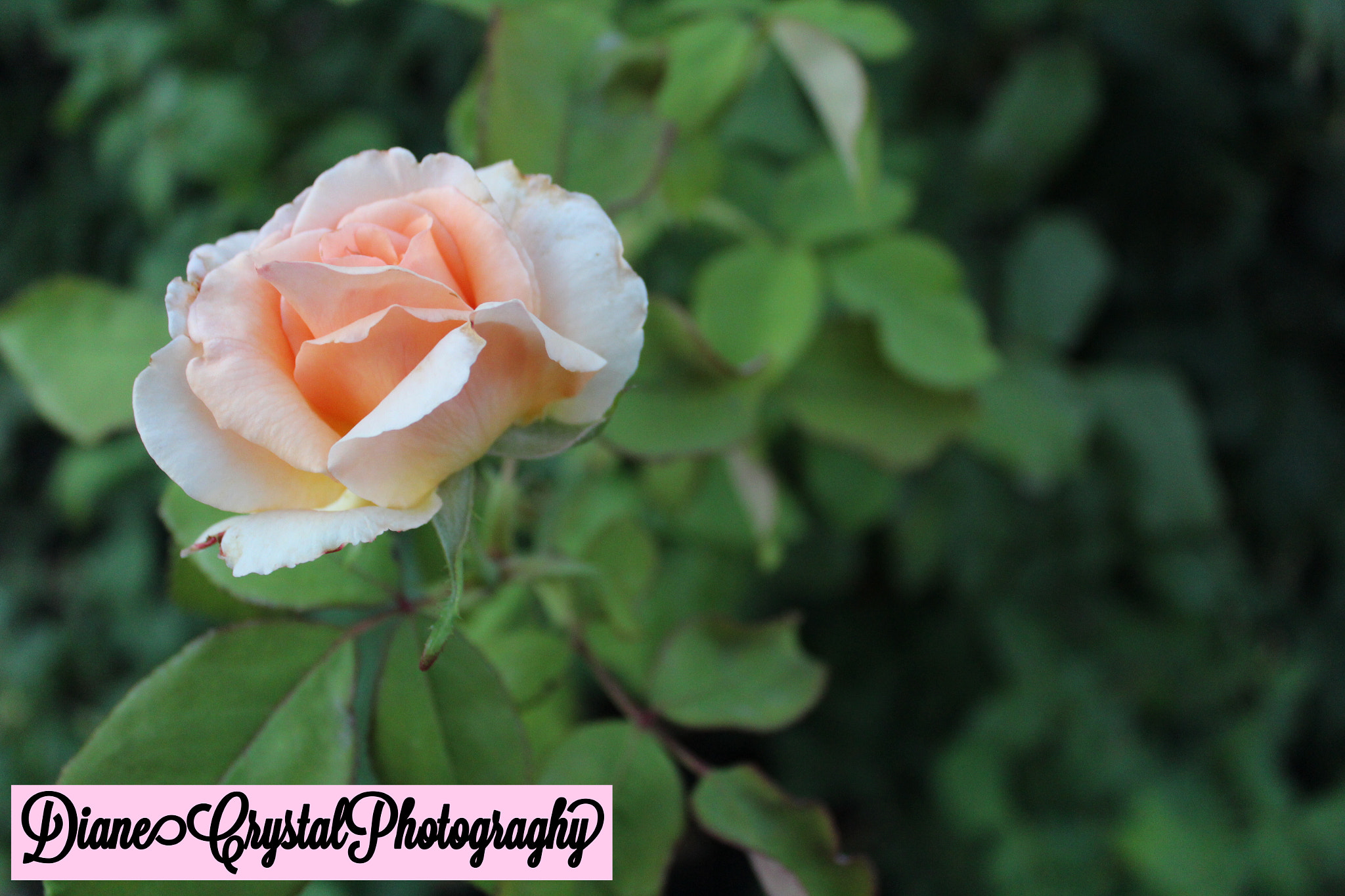 Canon EF-S 18-55mm F3.5-5.6 IS II sample photo. Rose garden at home photography