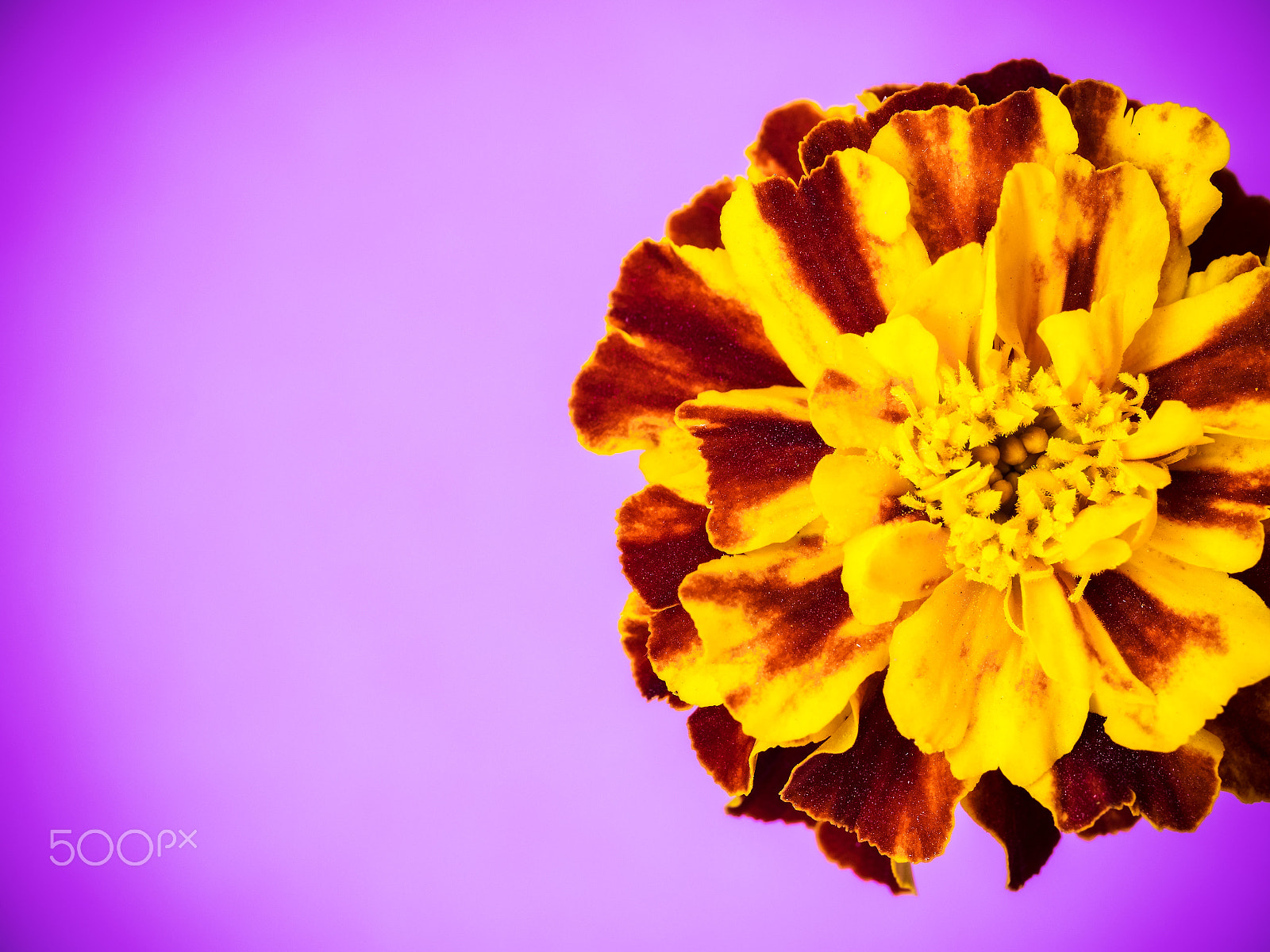 Olympus OM-D E-M1 + OLYMPUS 50mm Lens sample photo. Flower on the colored background photography