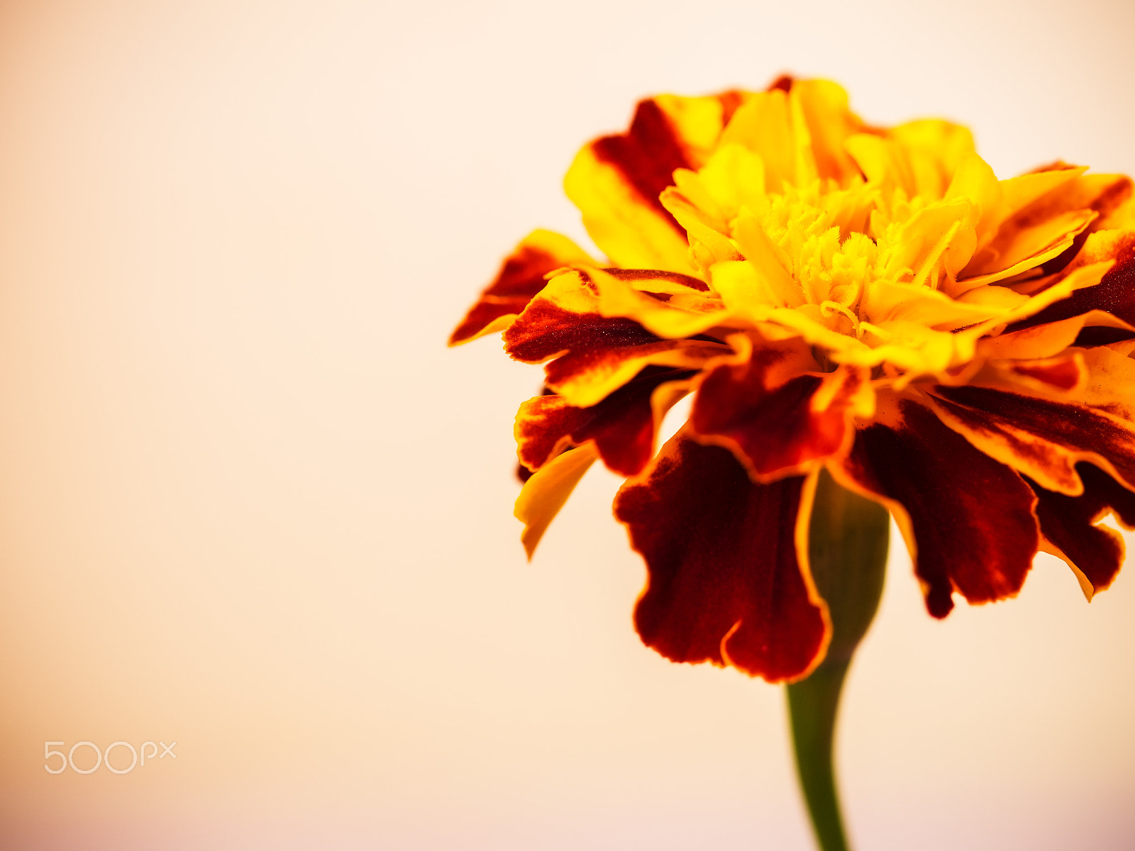 Olympus OM-D E-M1 + OLYMPUS 50mm Lens sample photo. Flower on the colored background photography
