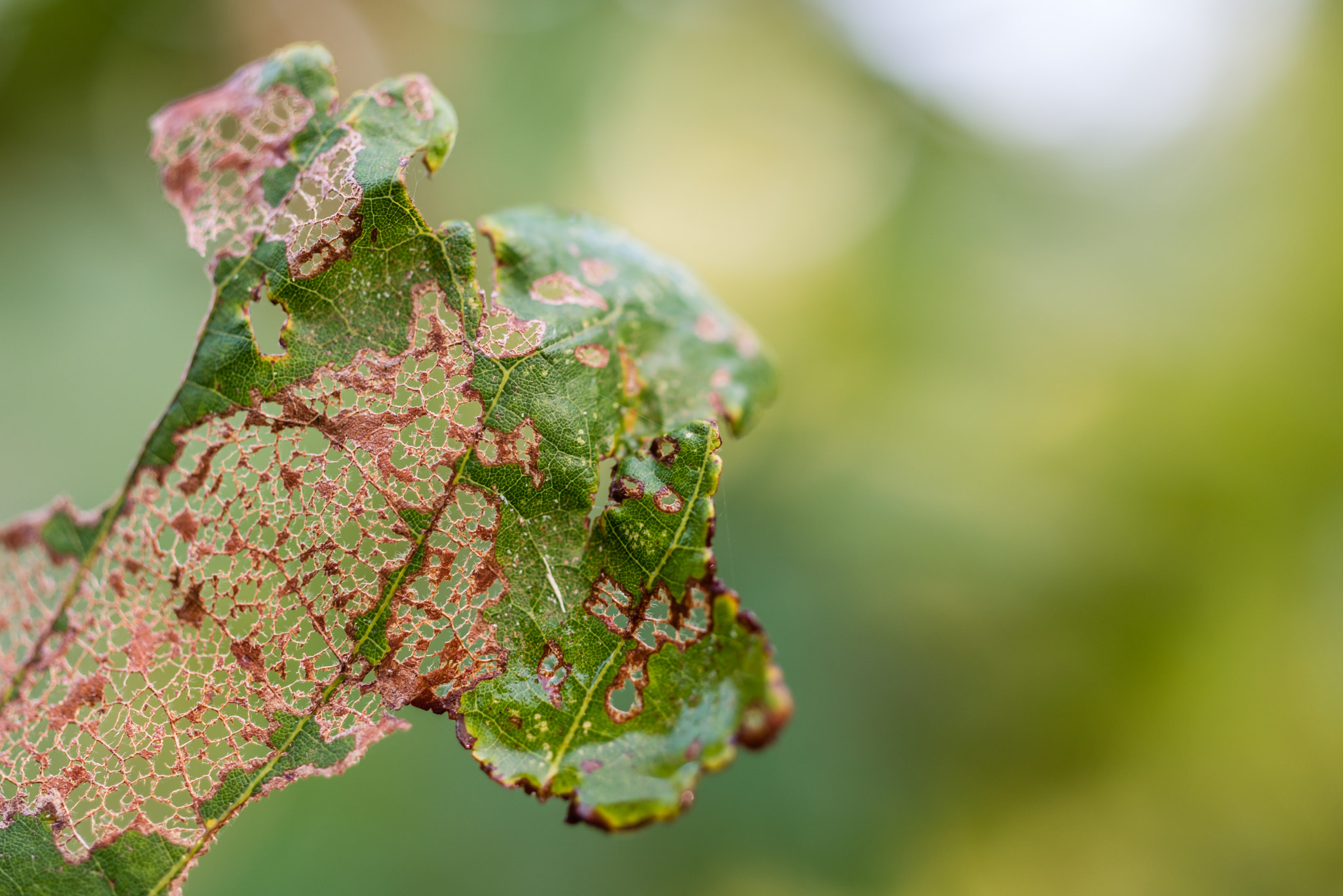 Nikon D810 + ZEISS Milvus 50mm F2 Macro sample photo. What do you see?  photography