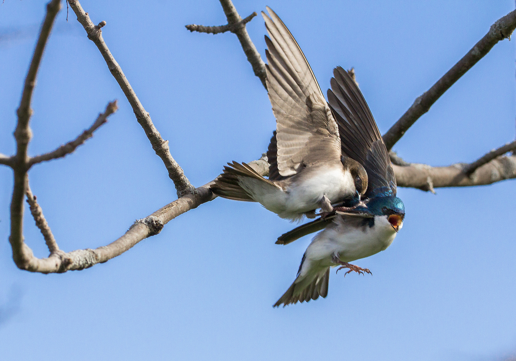 150-600mm F5-6.3 DG OS HSM | Contemporary 015 sample photo. Fighting ..... photography