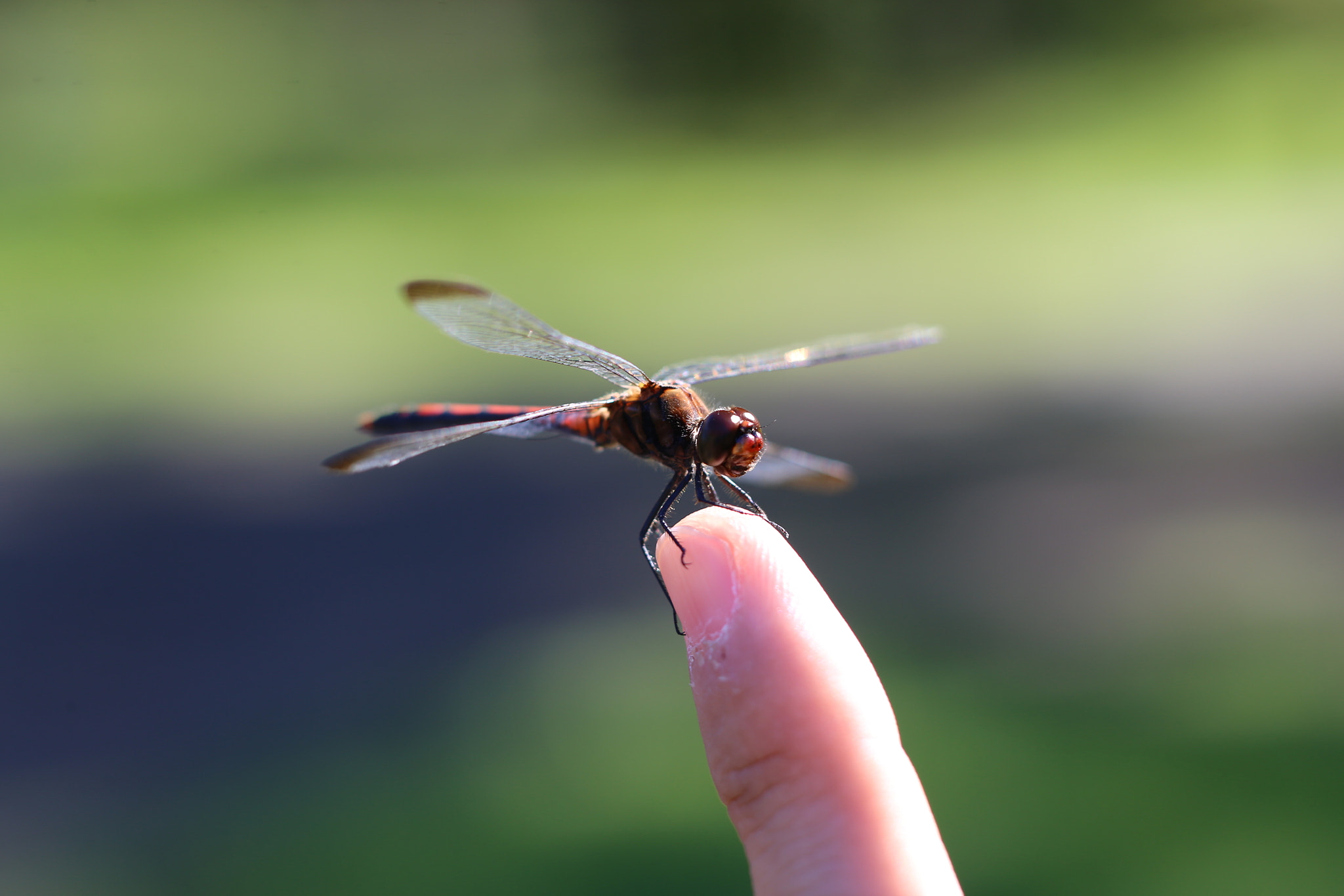 Canon TS-E 90mm F2.8 Tilt-Shift sample photo. 手乗り蜻蛉 photography