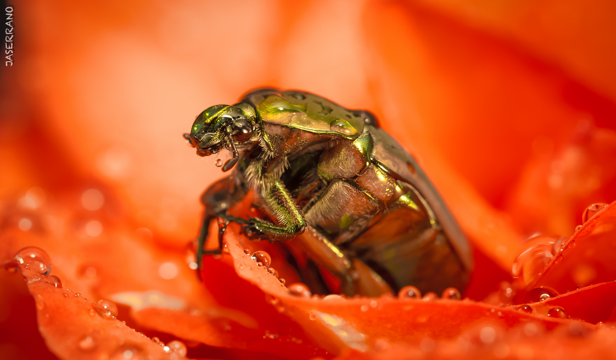 Canon EF 100mm F2.8L Macro IS USM sample photo. Bug on rose photography