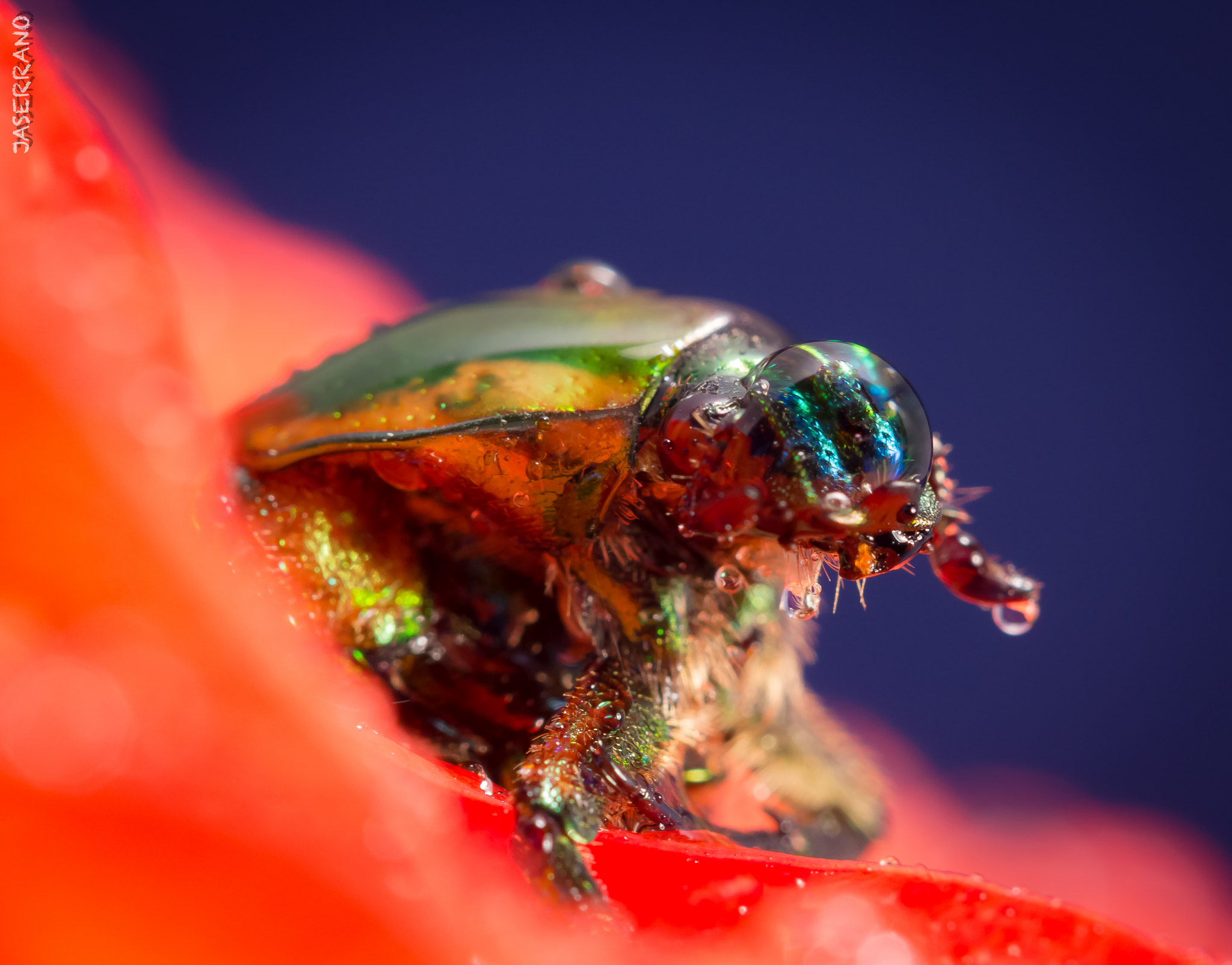 Canon EF 100mm F2.8L Macro IS USM sample photo. Bug on rose photography