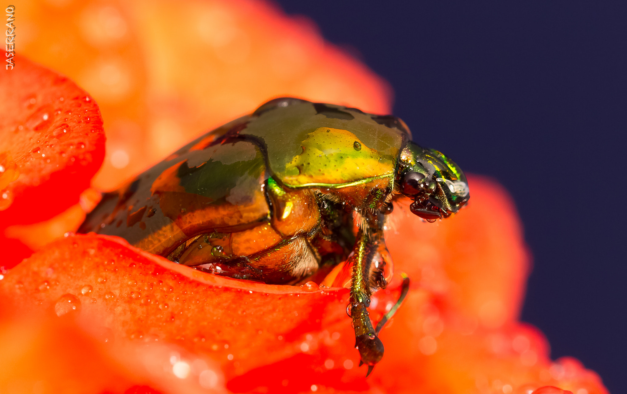 Canon EF 100mm F2.8L Macro IS USM sample photo. Bug on rose photography