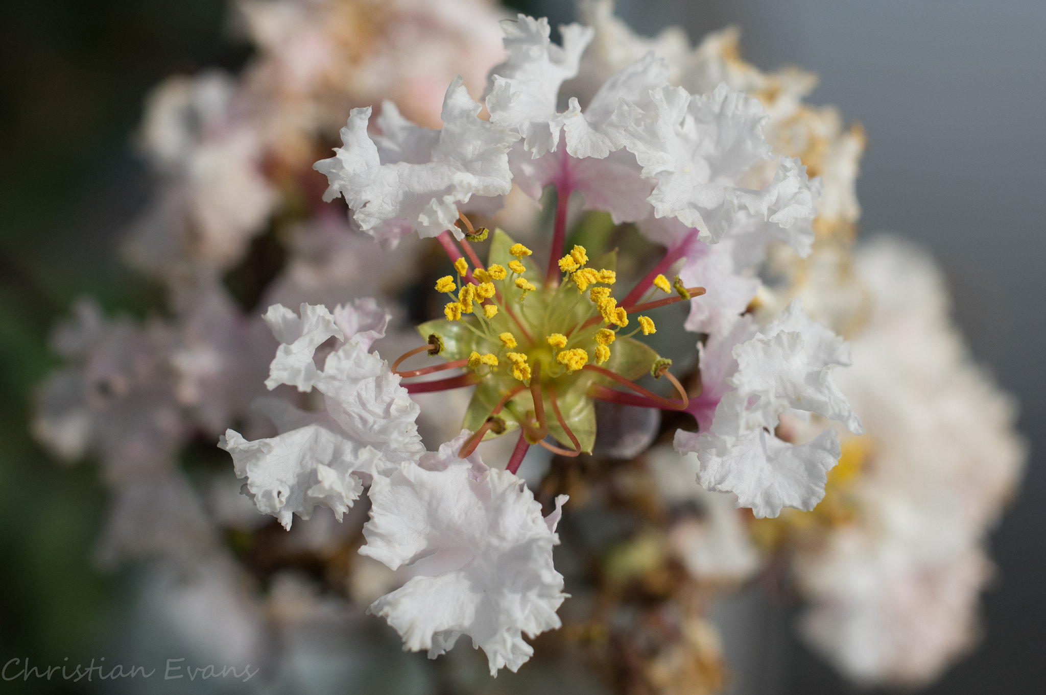 Pentax K-3 + HD Pentax DA 35mm F2.8 Macro Limited sample photo. Delicate depth photography