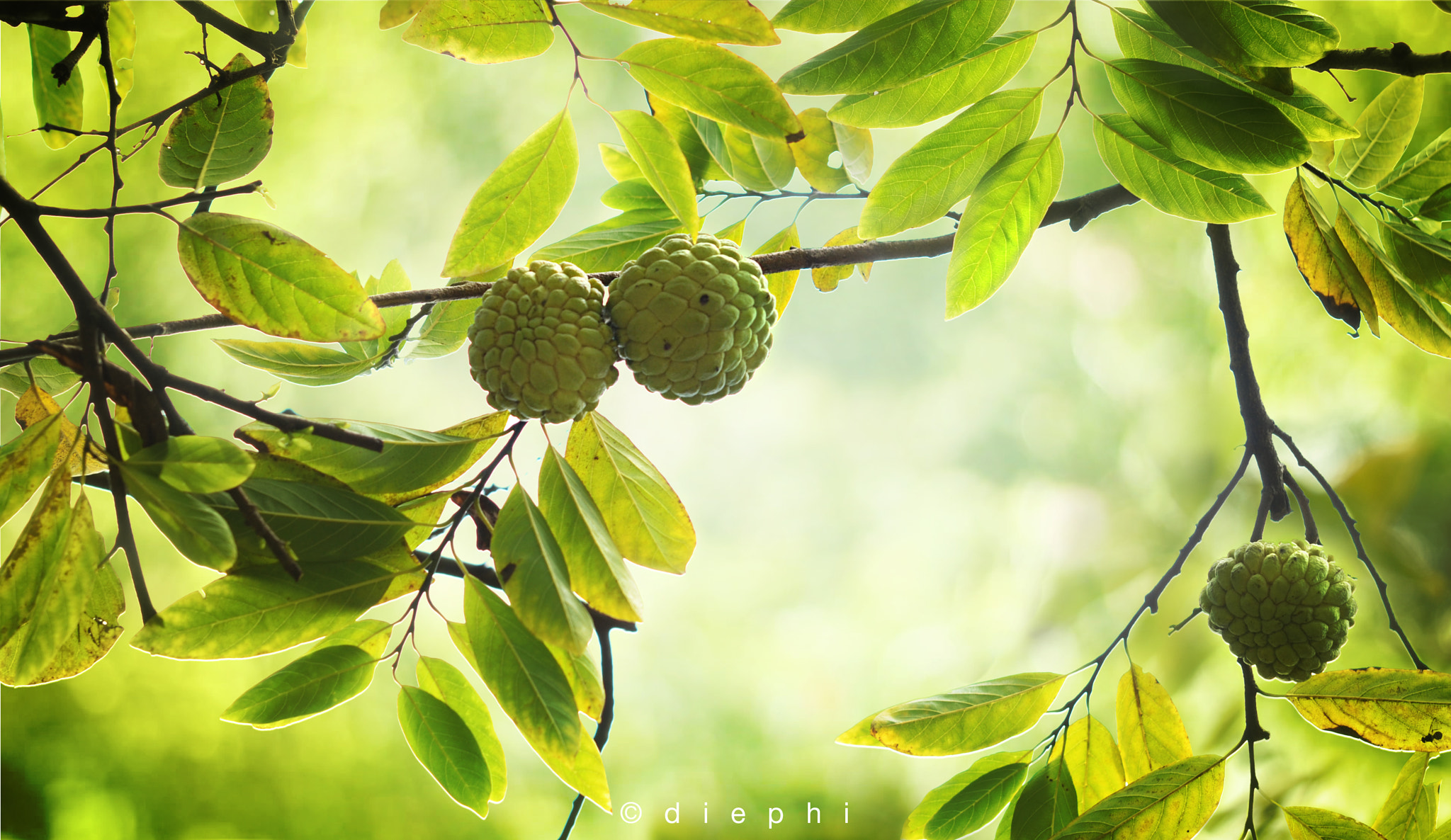 Nikon AF-S Micro-Nikkor 60mm F2.8G ED sample photo. Custard-apple photography