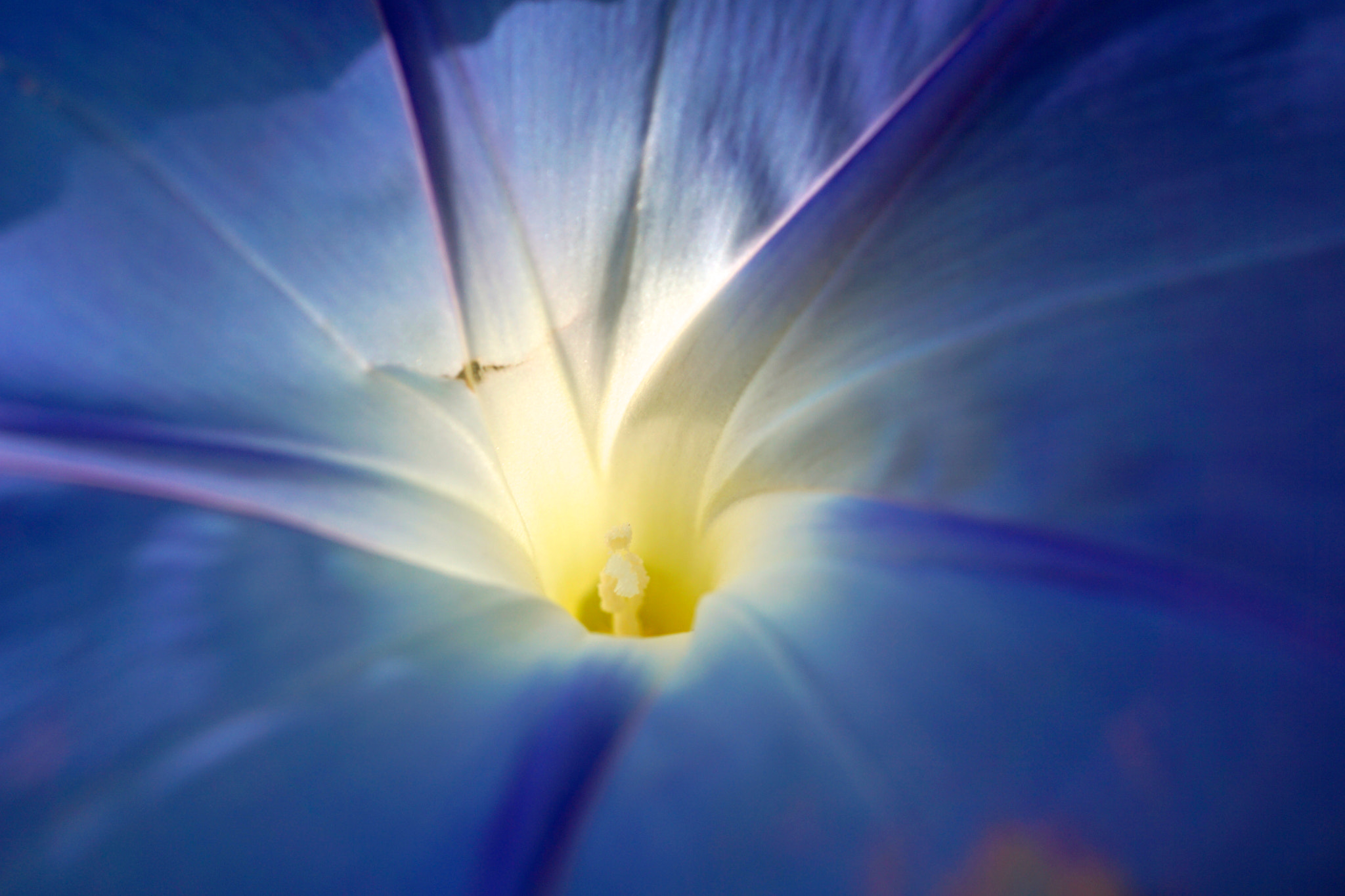Sony a6000 + Sony E 30mm F3.5 sample photo. Impomoea purpurea photography