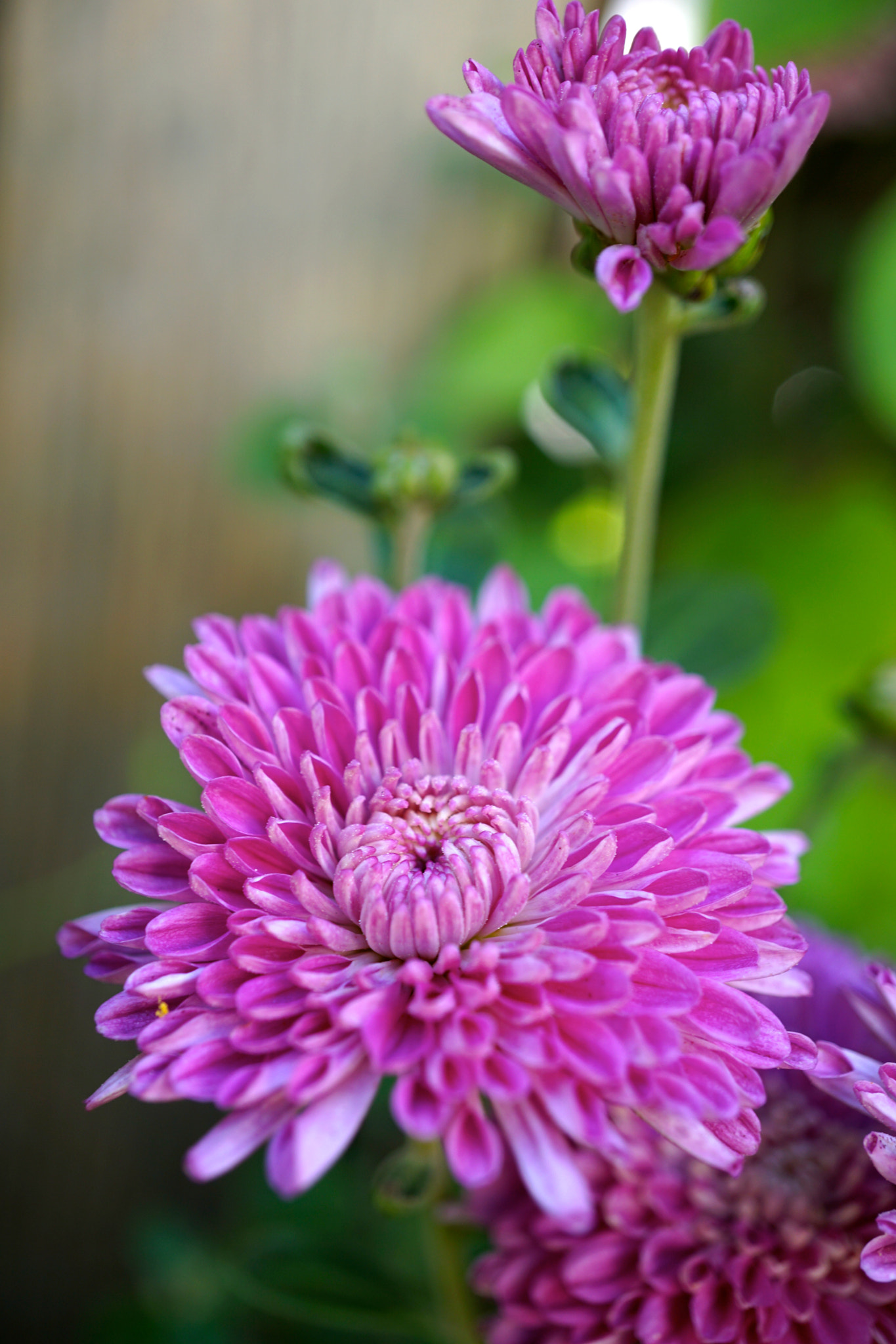 Sony a6000 + Sony E 30mm F3.5 sample photo. Chrysanthemums photography