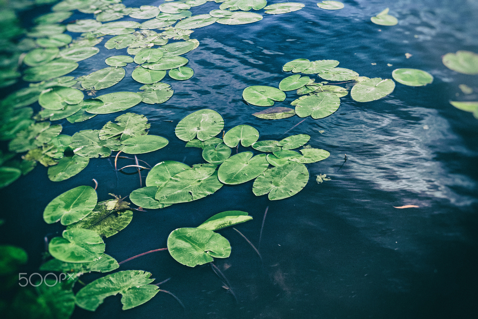 Nikon D610 + Nikon AF-S Micro-Nikkor 60mm F2.8G ED sample photo. Aerial view water lilies in pond on summer day photography