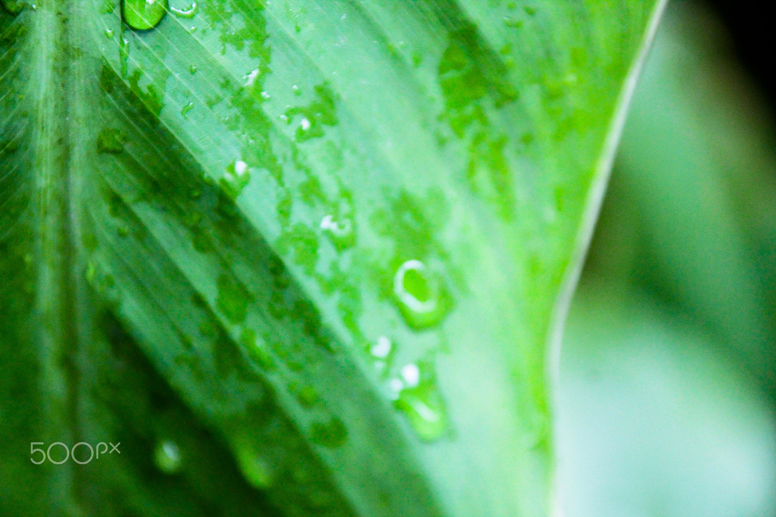 Sigma 18-250mm F3.5-6.3 DC OS HSM sample photo. Wet green leaves photography