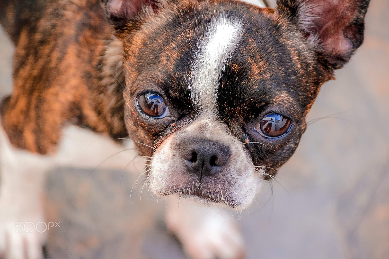 Sigma 18-250mm F3.5-6.3 DC OS HSM sample photo. Boston terrier puppy dog photography