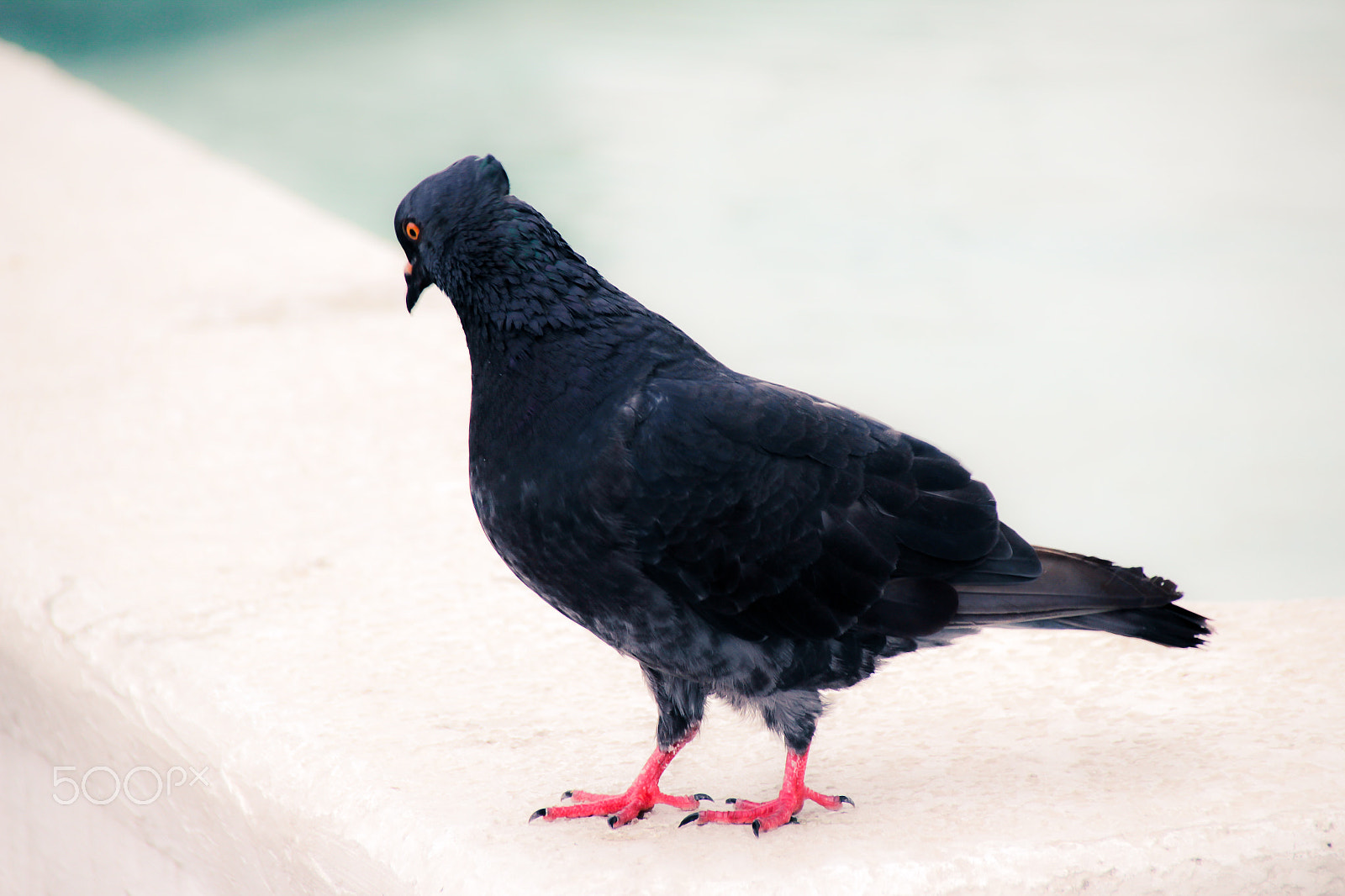 Sigma 18-250mm F3.5-6.3 DC OS HSM sample photo. Black dove photograph photography