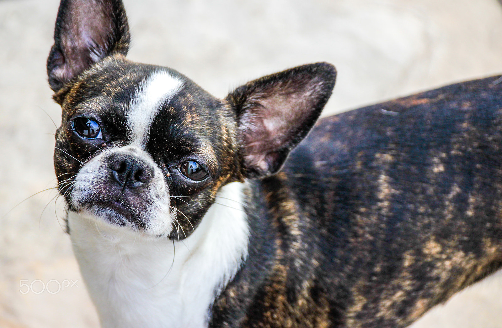 Sigma 18-250mm F3.5-6.3 DC OS HSM sample photo. Boston terrier puppy dog photography