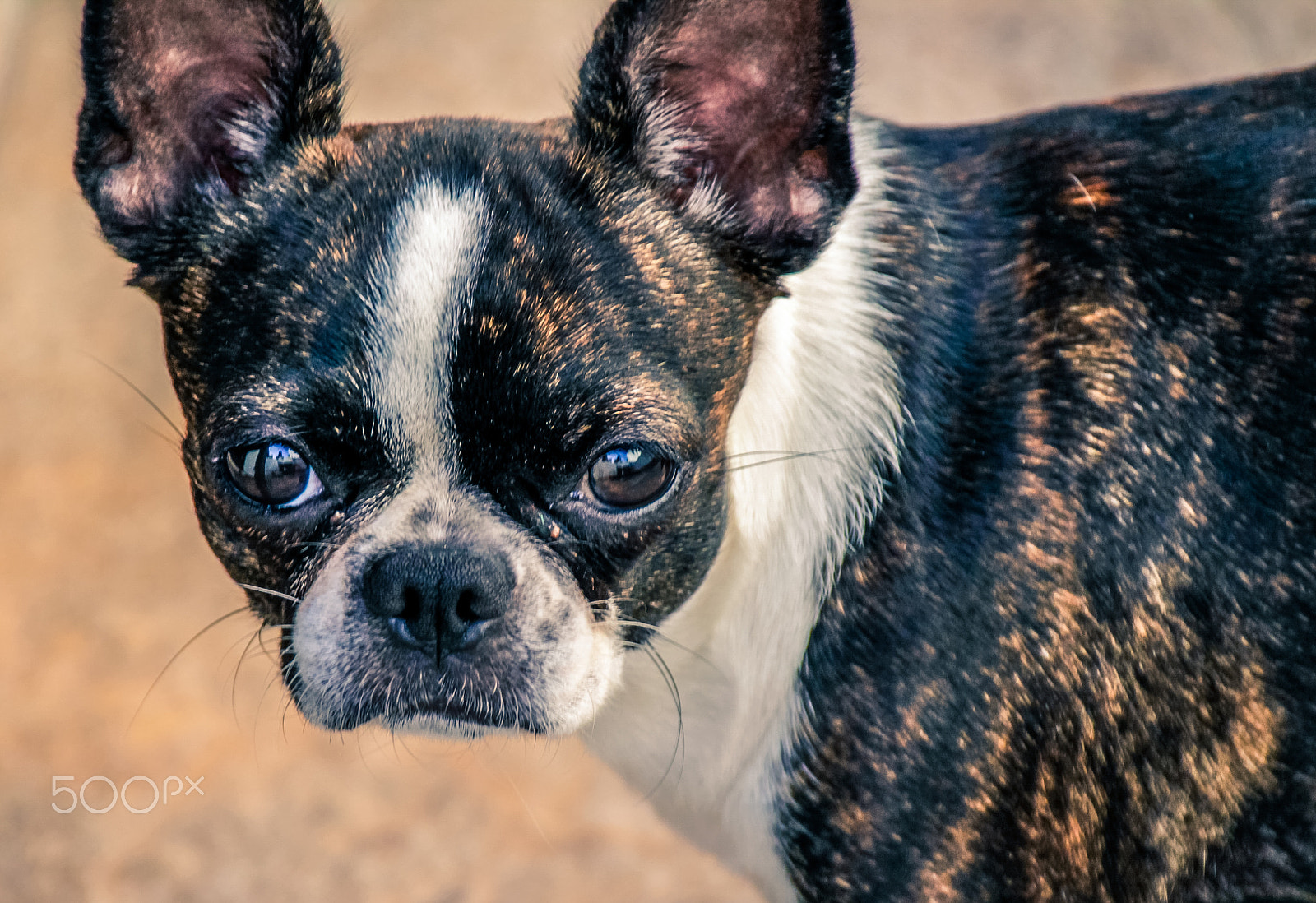 Sigma 18-250mm F3.5-6.3 DC OS HSM sample photo. Boston terrier puppy dog photography