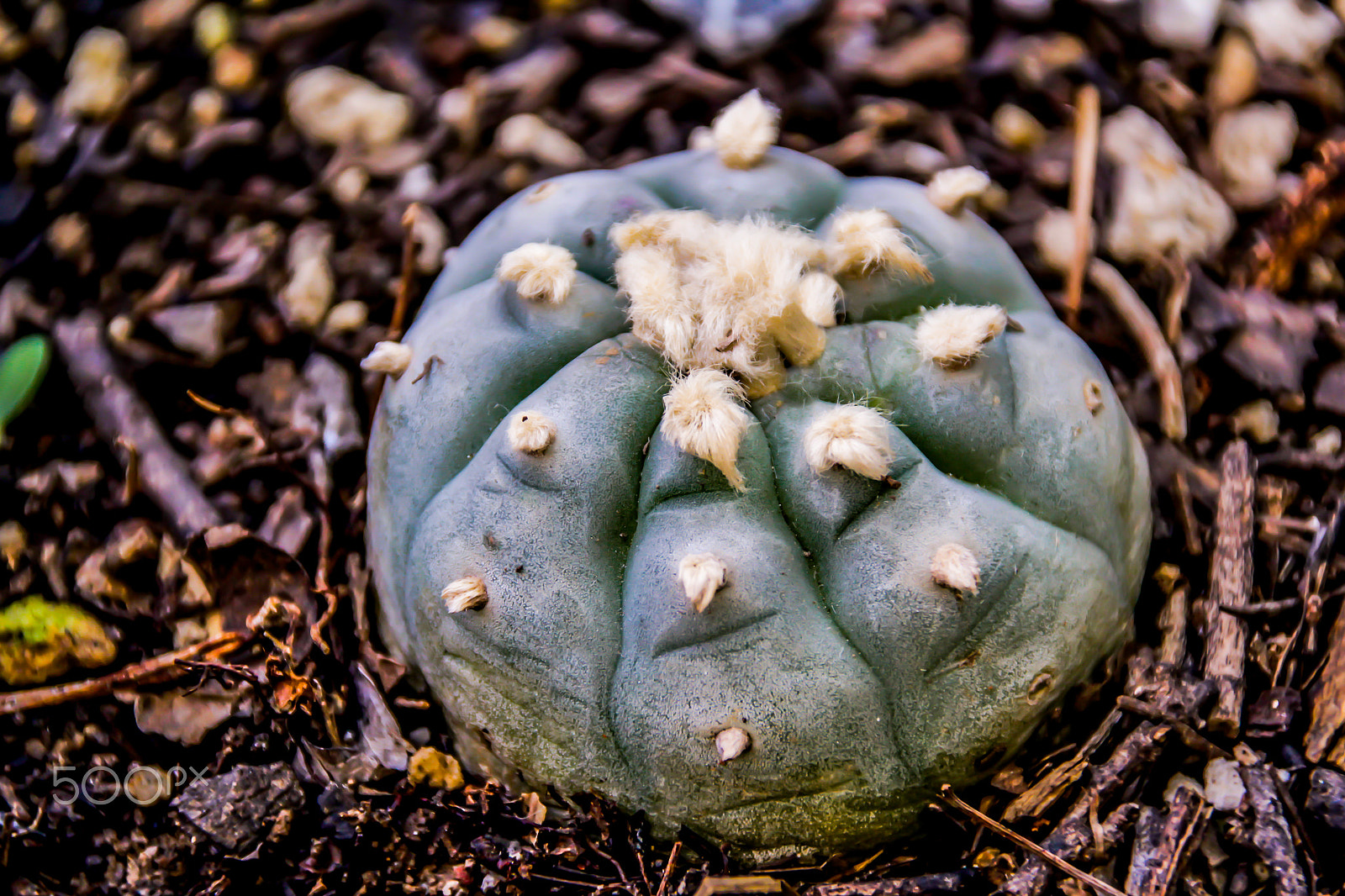 Sigma 18-250mm F3.5-6.3 DC OS HSM sample photo. Peyote cactus plant photograph photography