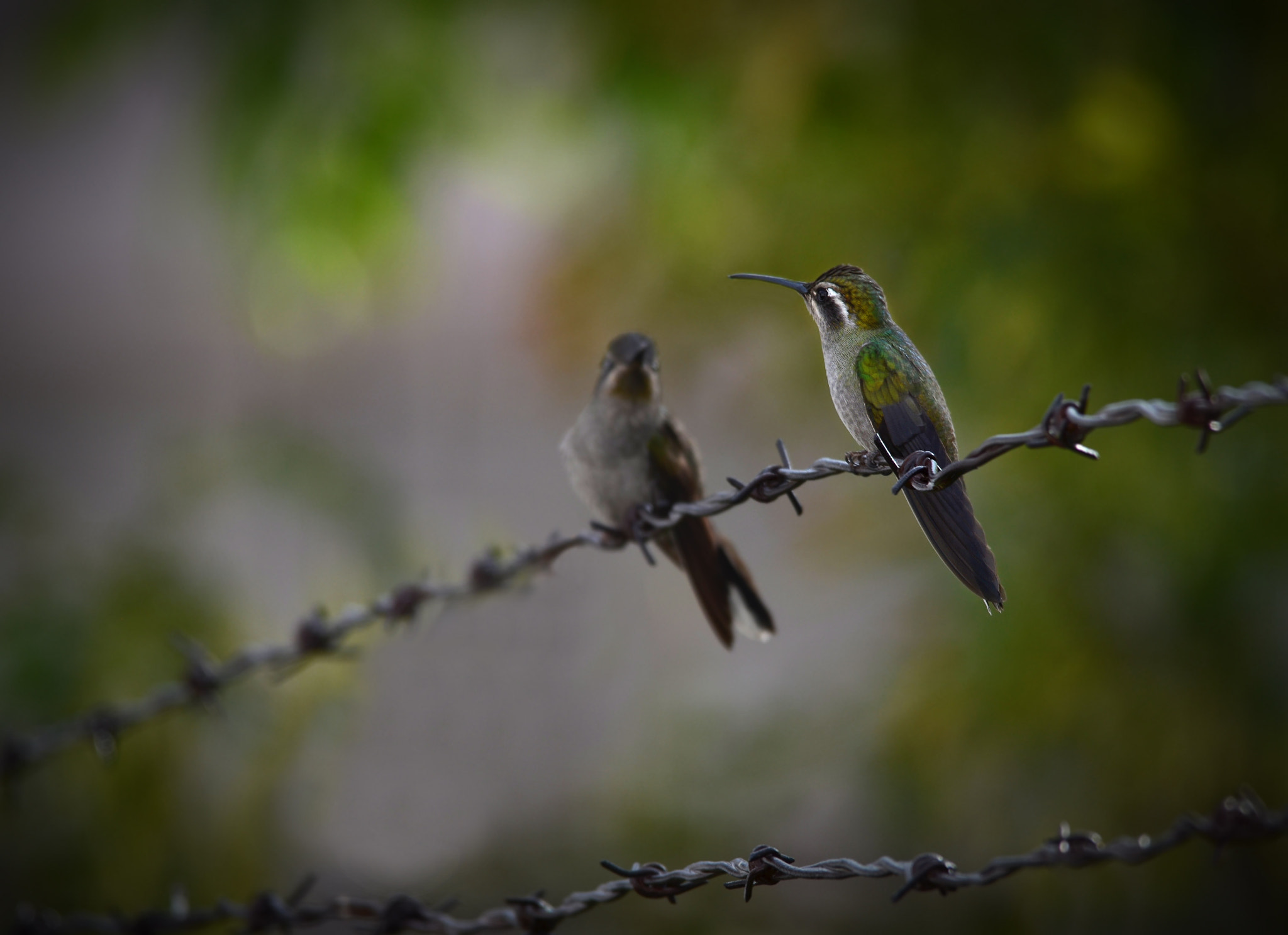Sigma 150-500mm F5-6.3 DG OS HSM sample photo. Boyfriends? photography