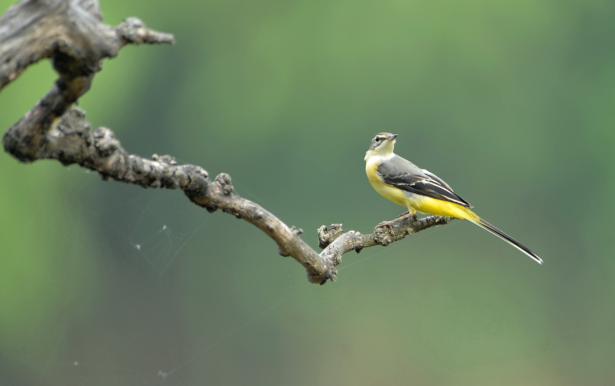 Nikon D4 sample photo. Motacilla cinerea photography