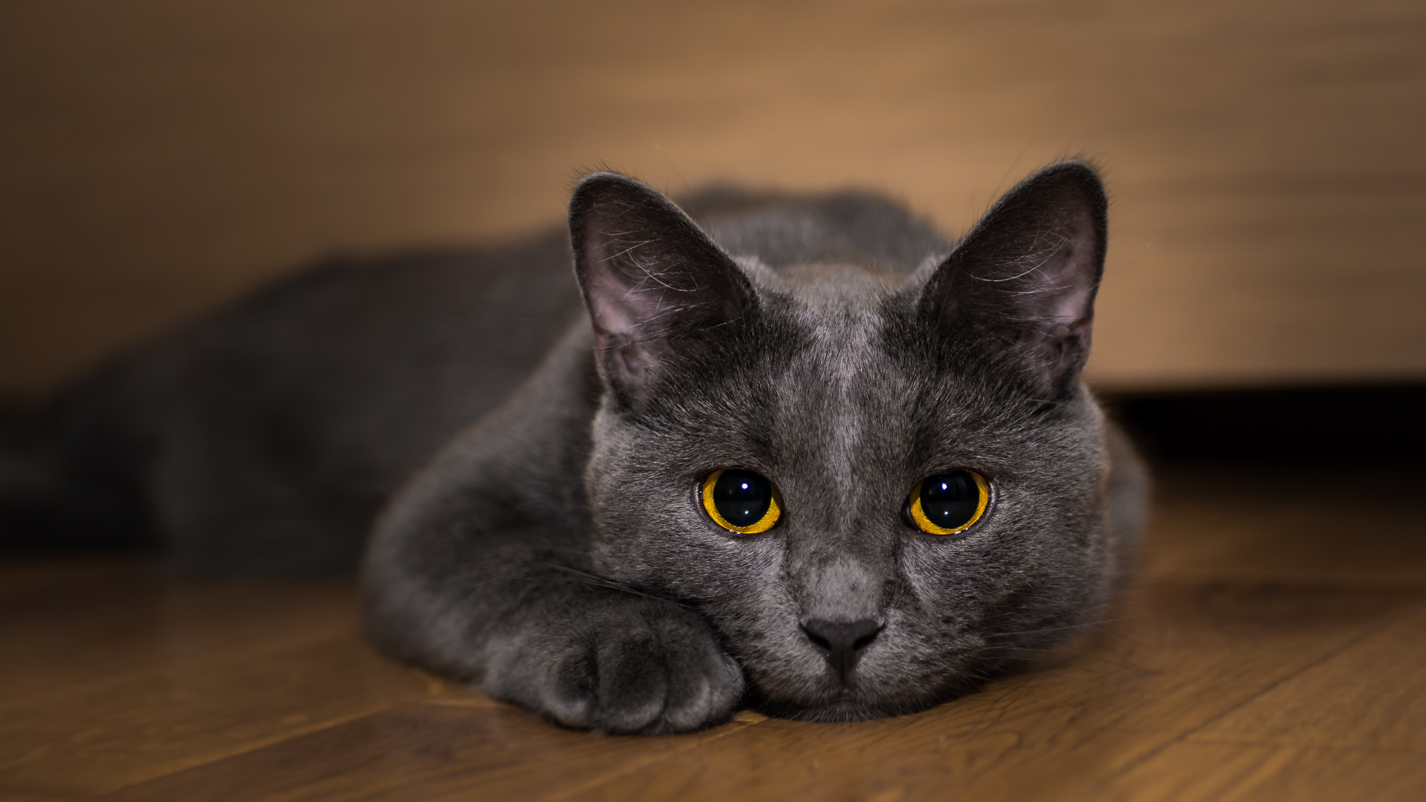 Panasonic Lumix DMC-G7 + LUMIX G 25/F1.7 sample photo. Moon the cat photography