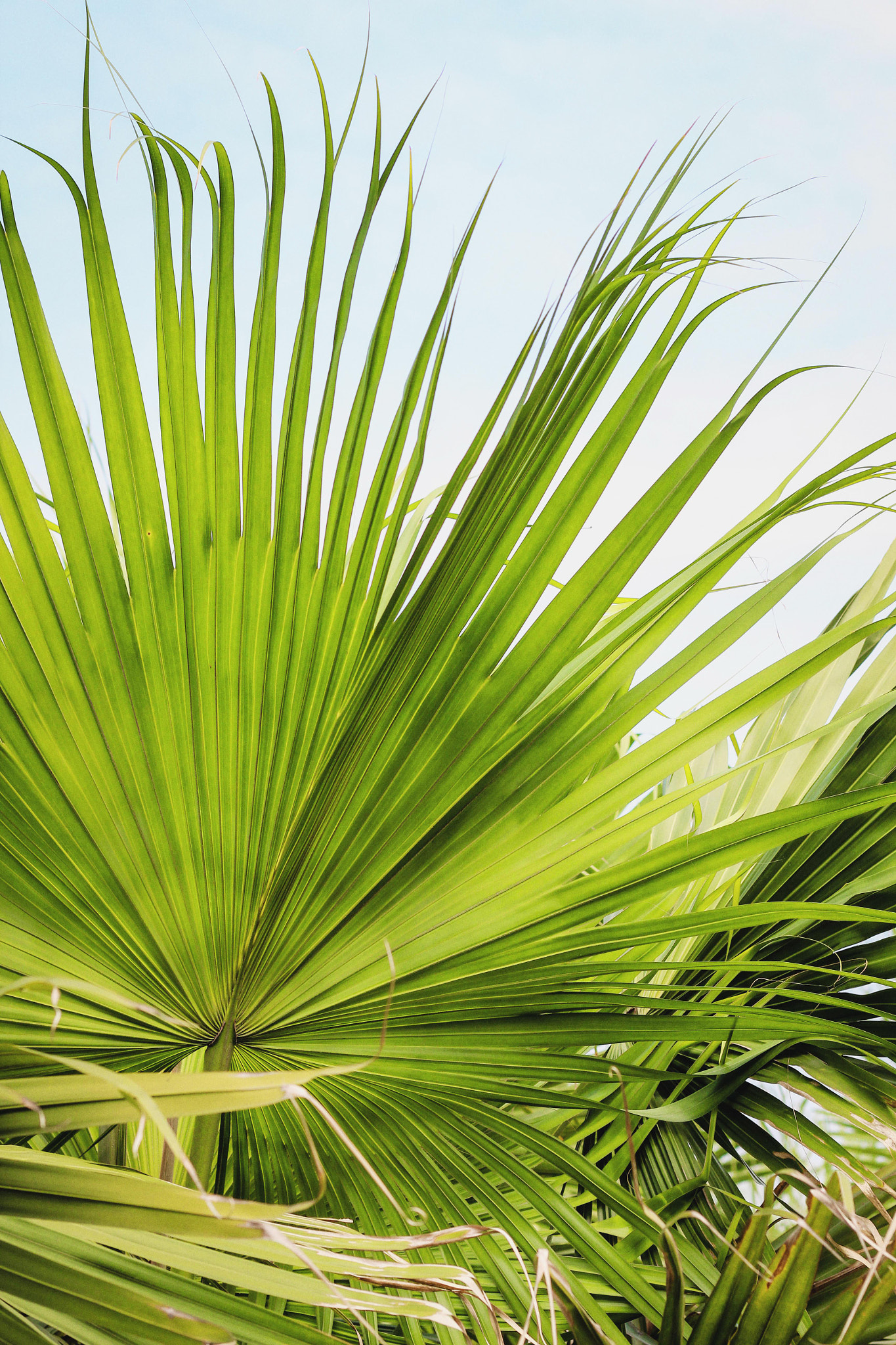 Canon EOS 600D (Rebel EOS T3i / EOS Kiss X5) + Canon EF 50mm F1.8 II sample photo. Palm leaf photography