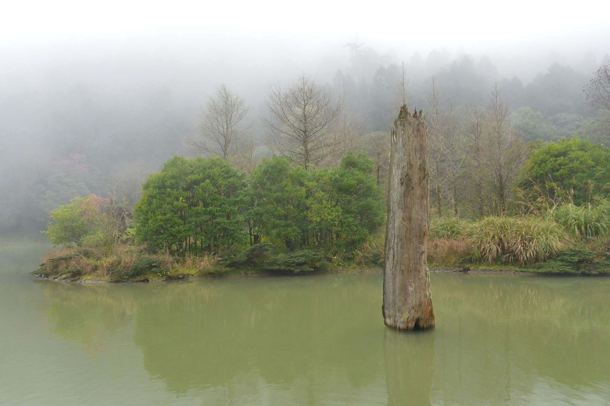 Nikon Df sample photo. Fog forest photography