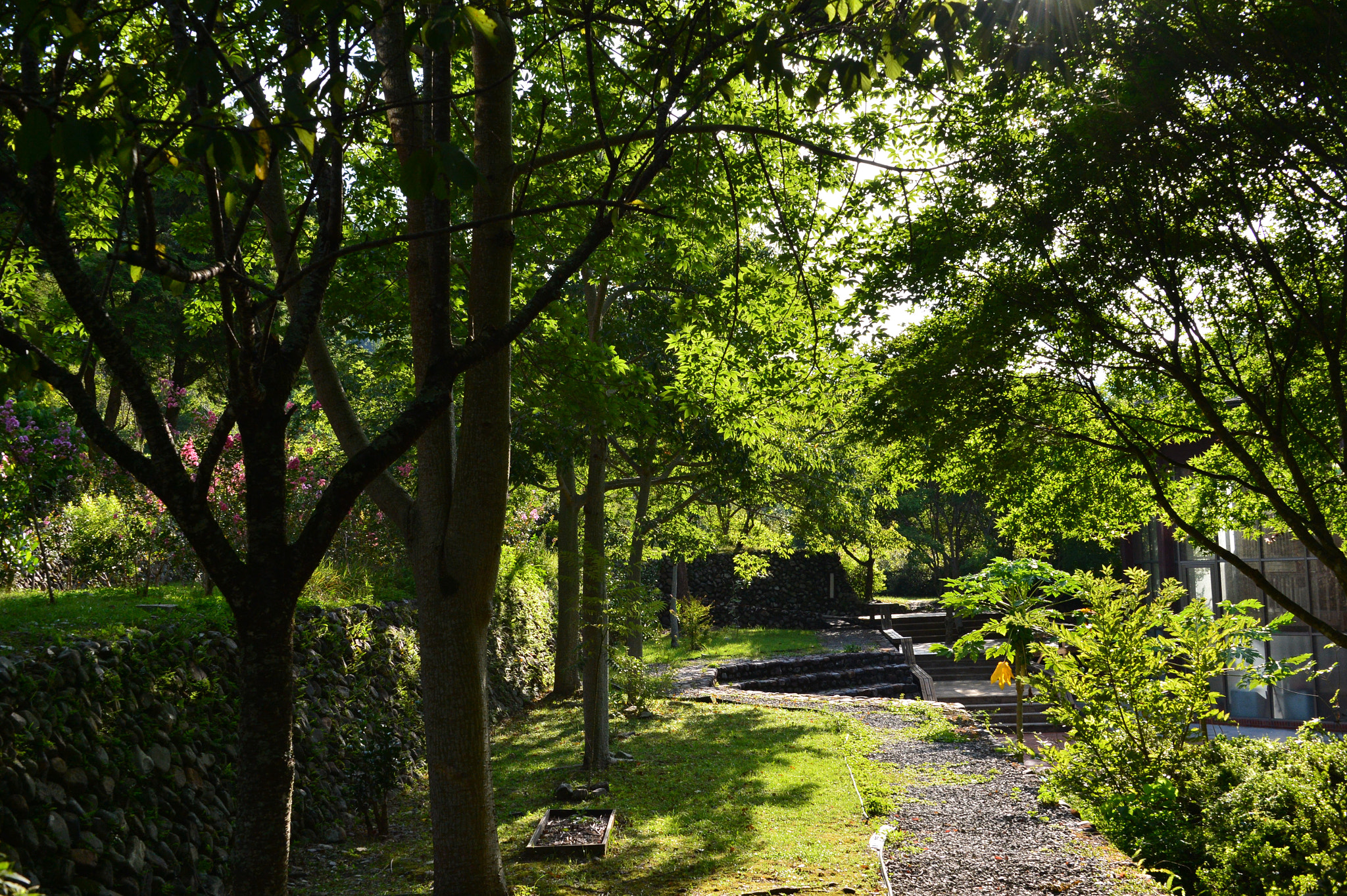 Nikon Df sample photo. Forest morning photography