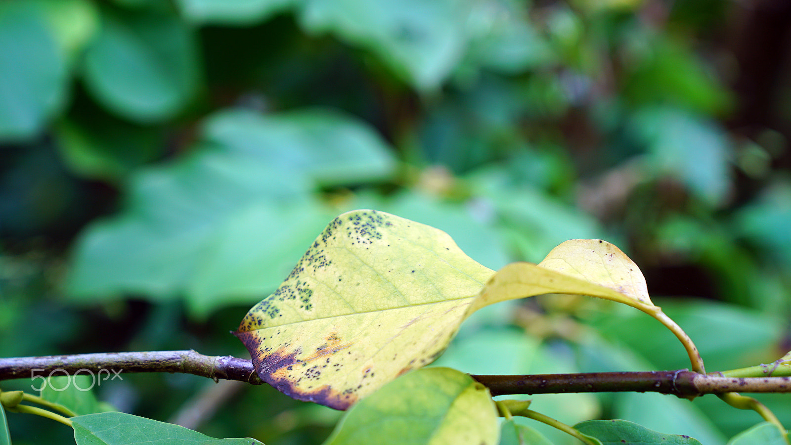 Sony a7S II + Sony FE 24-70mm F2.8 GM sample photo. Higher ground photography