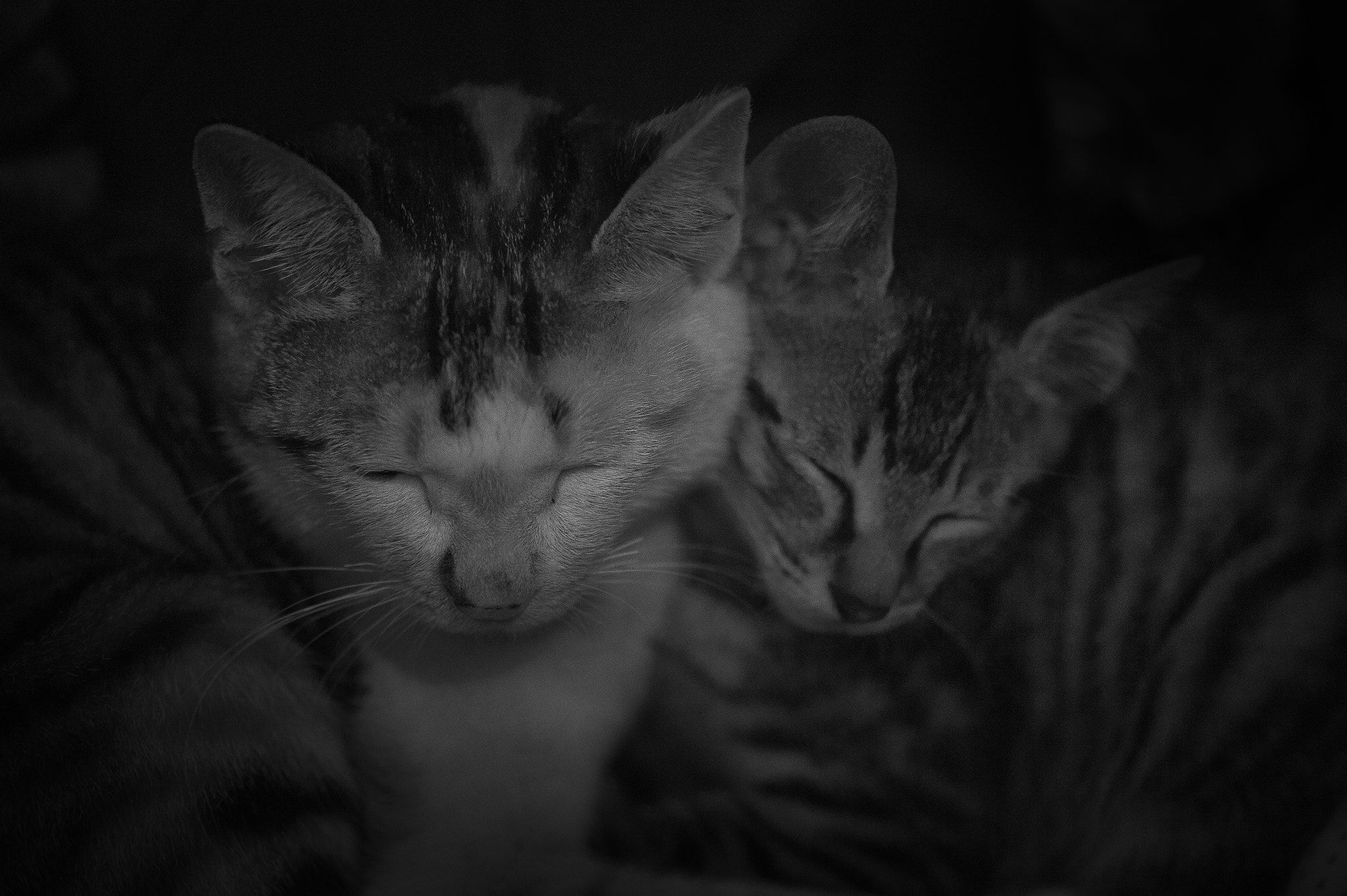 Nikon D4S sample photo. 我的猫 photography