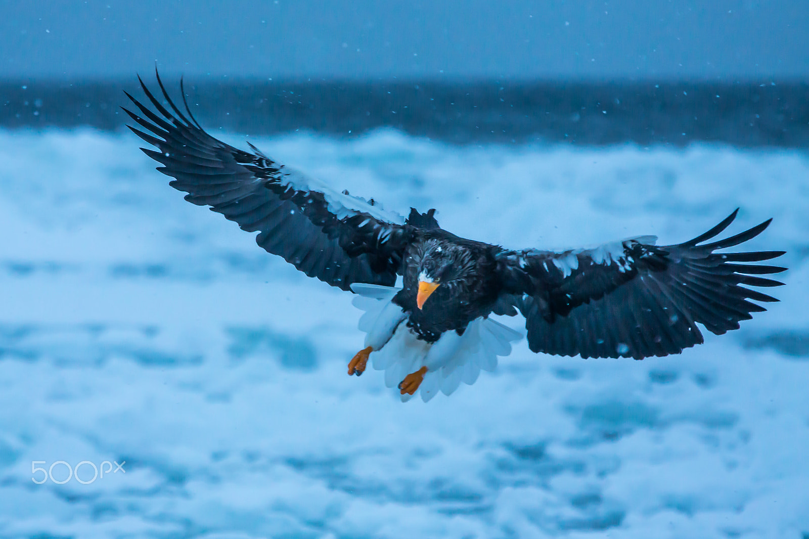 Canon EOS-1D X sample photo. Taking a target in snow photography