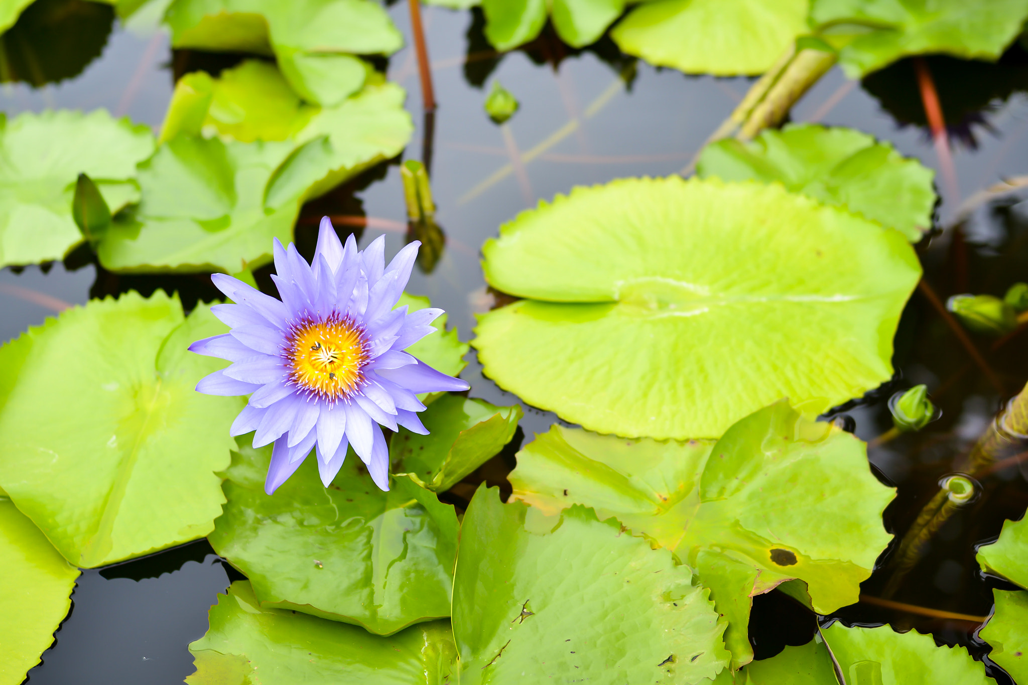 Nikon D3100 + Nikon AF Nikkor 50mm F1.4D sample photo. Purple water lily photography