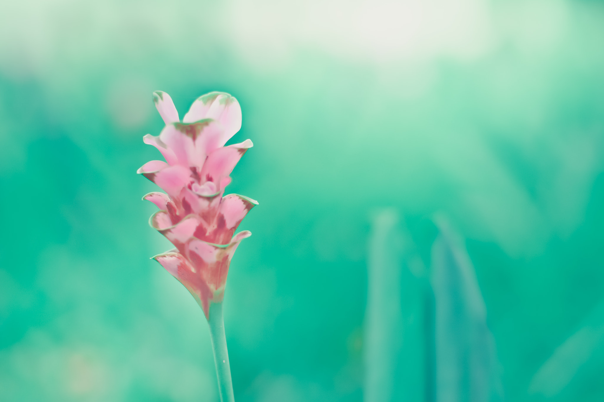 Nikon D3100 + Nikon AF Nikkor 50mm F1.4D sample photo. Siam tulips are blooming in the garden photography