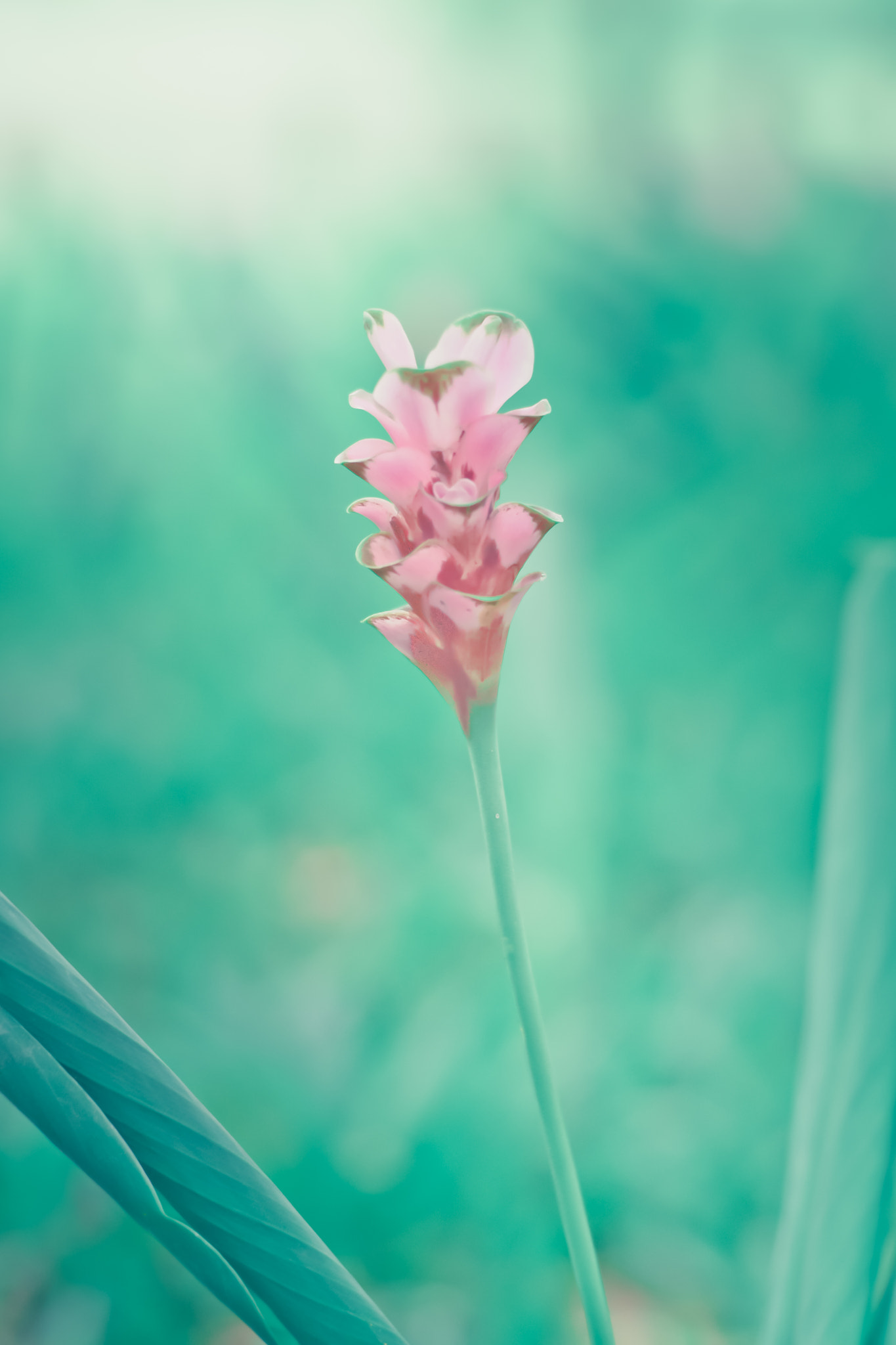 Nikon D3100 + Nikon AF Nikkor 50mm F1.4D sample photo. Siam tulips are blooming in the garden photography