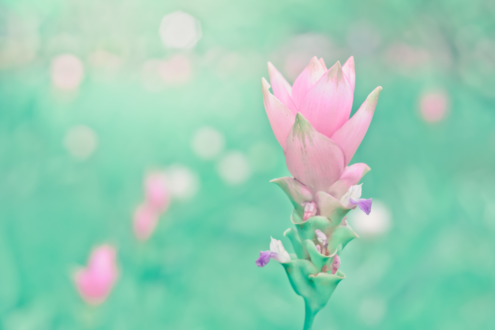 Nikon D3100 + Nikon AF Nikkor 50mm F1.4D sample photo. Siam tulips are blooming in the garden photography