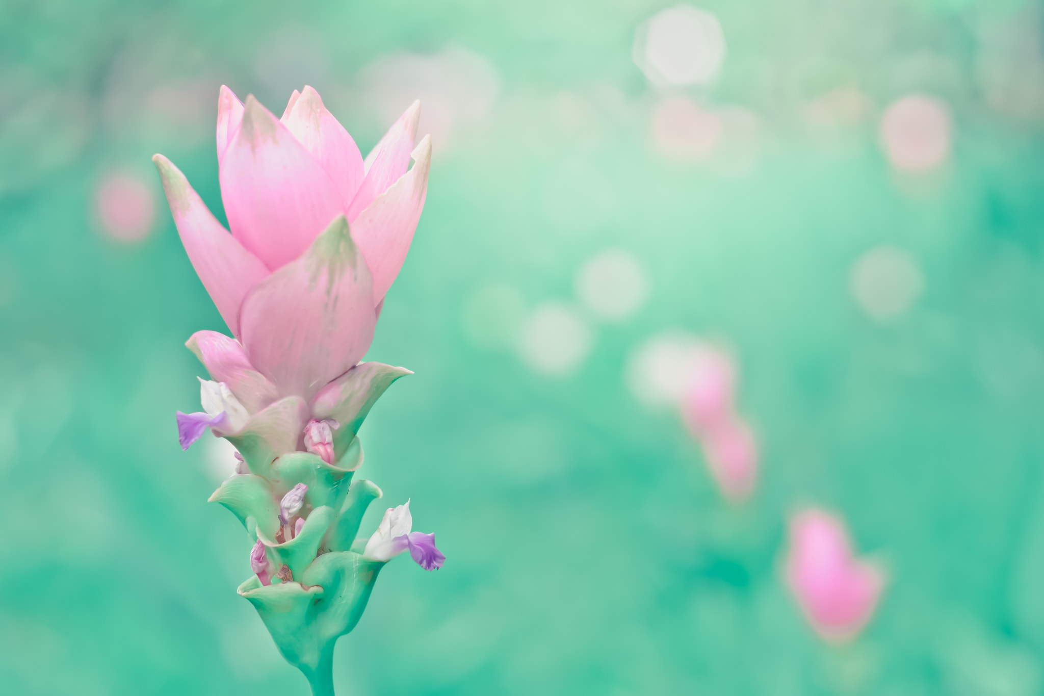 Nikon D3100 + Nikon AF Nikkor 50mm F1.4D sample photo. Siam tulips are blooming in the garden photography