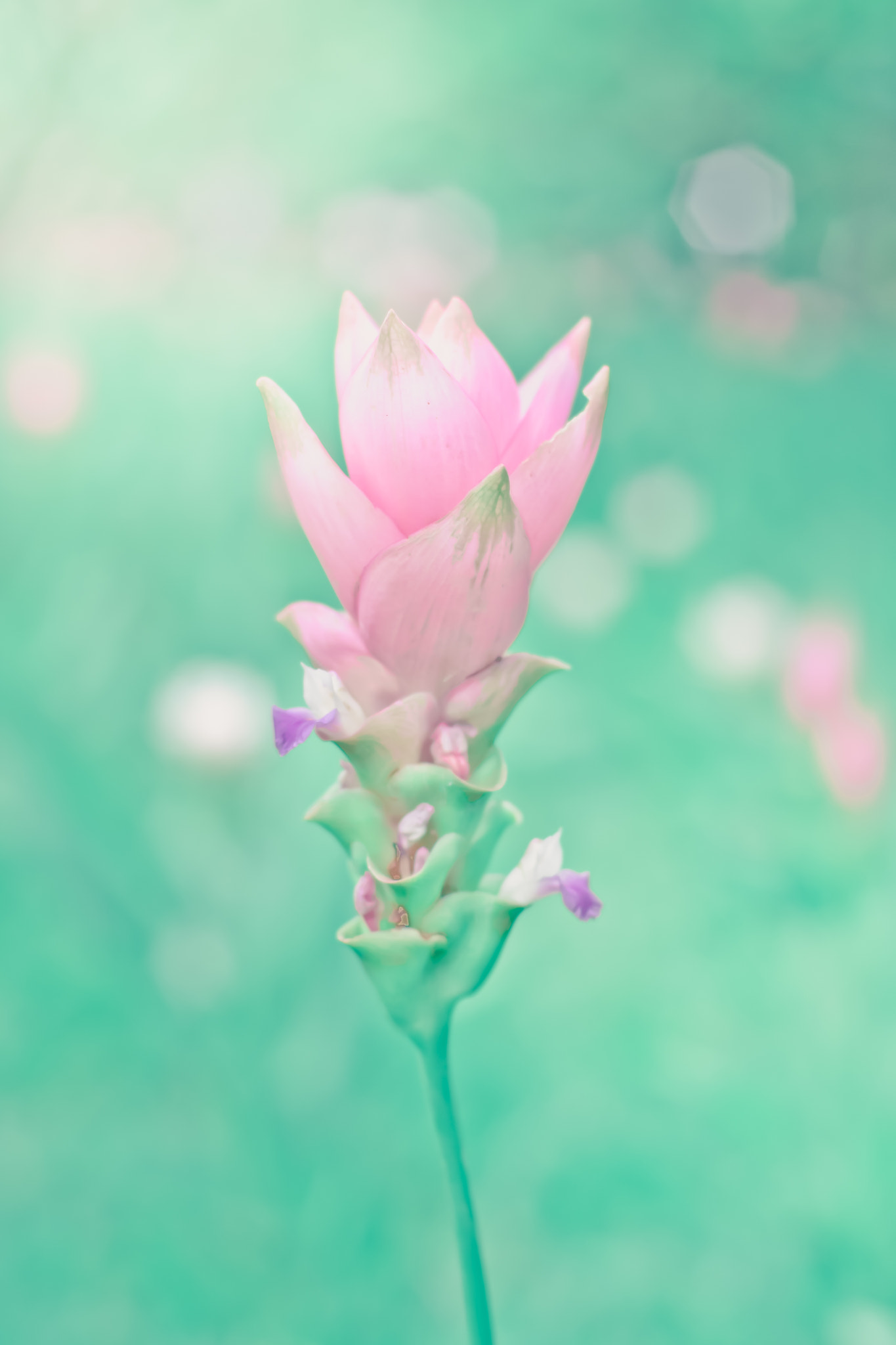 Nikon D3100 + Nikon AF Nikkor 50mm F1.4D sample photo. Siam tulips are blooming in the garden photography