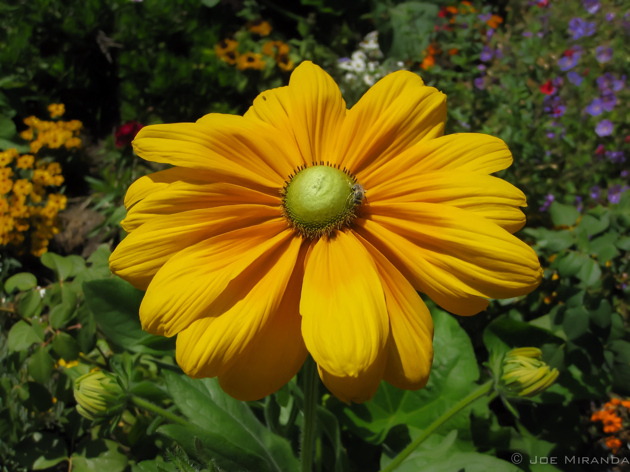 Canon PowerShot SD890 IS (Digital IXUS 970 IS / IXY Digital 820 IS) sample photo. Yellow flower photography
