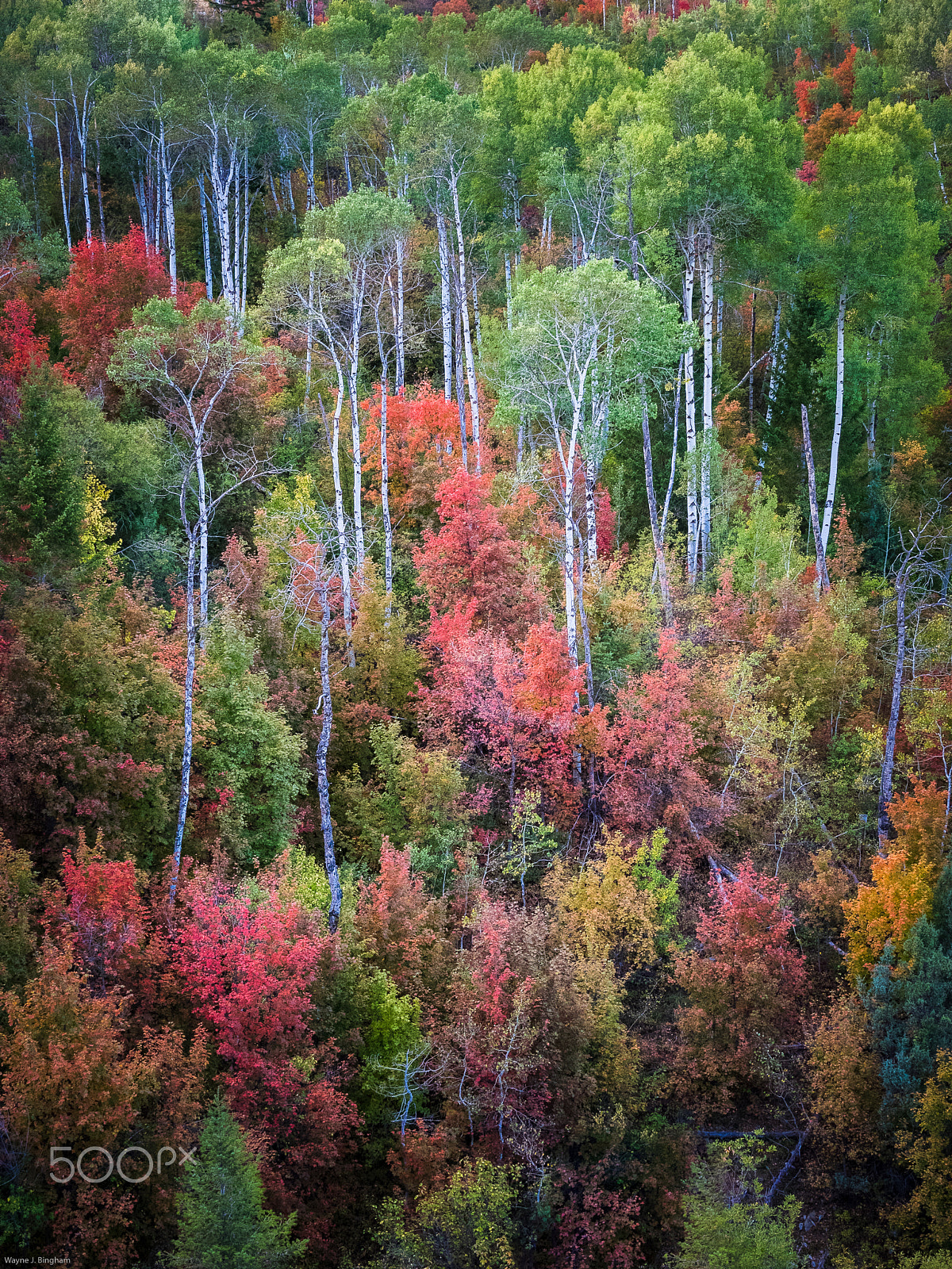 Olympus OM-D E-M1 sample photo. Maples among aspens photography