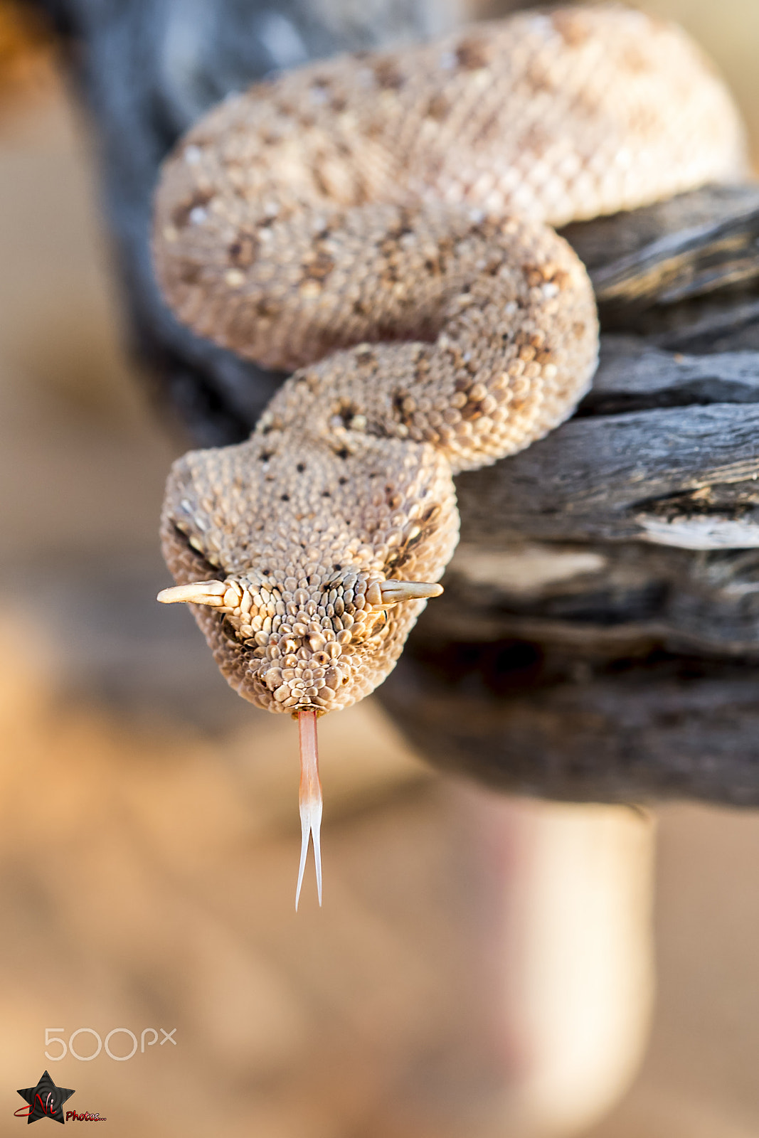 Nikon D5 sample photo. Arabian horned viper photography