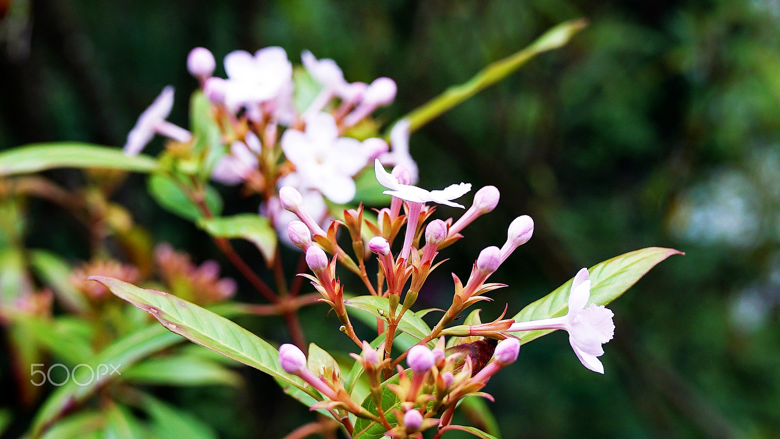 Sony a7S II + Sony FE 24-70mm F2.8 GM sample photo. That's the price of love photography