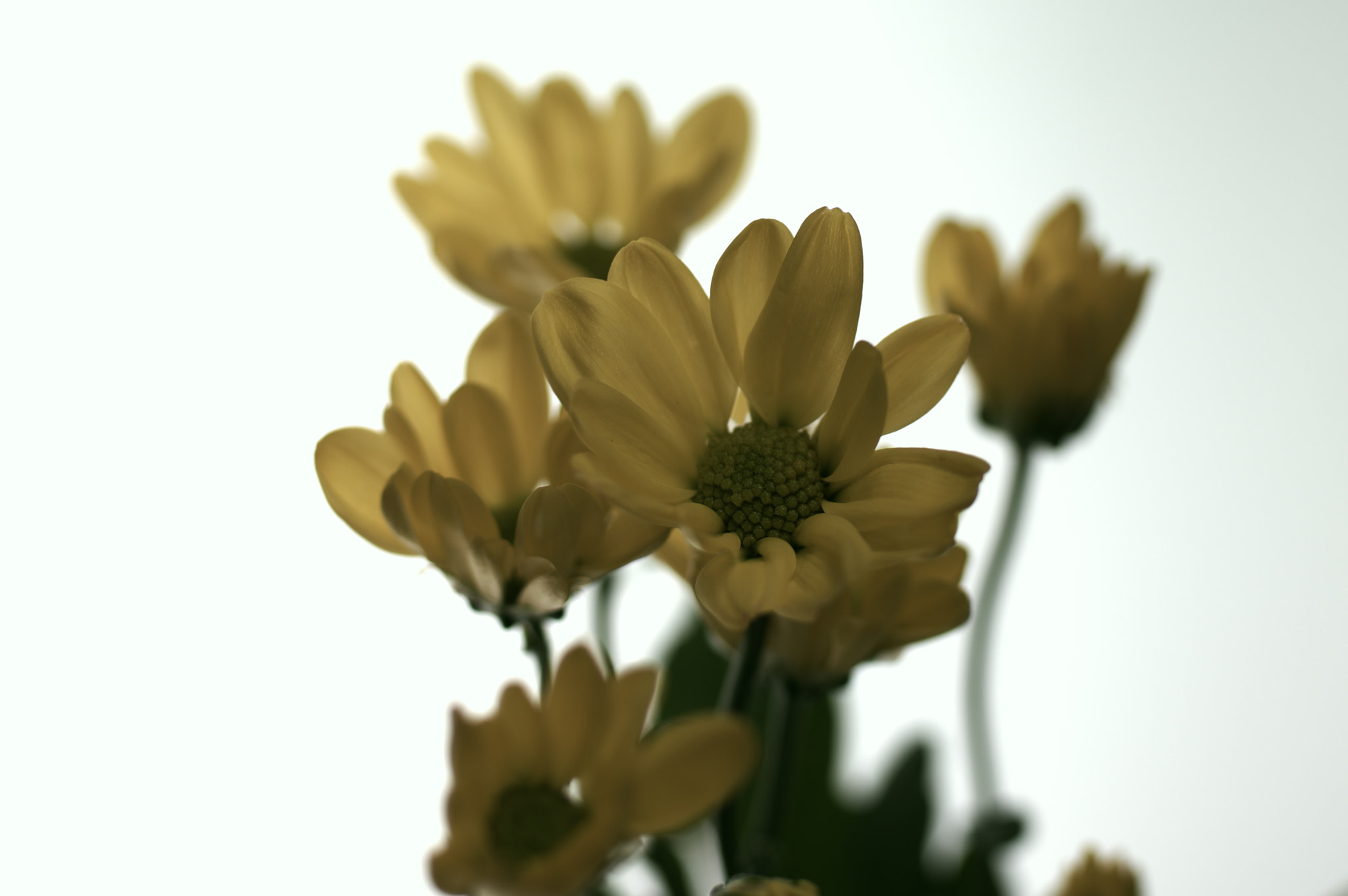 Pentax K-3 + Pentax smc DA* 55mm F1.4 SDM sample photo. Sometimes i have.... photography