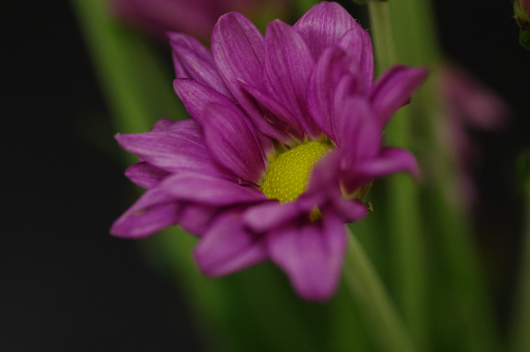 Pentax K-3 + Tamron SP AF 90mm F2.8 Di Macro sample photo. Sometimes i am.. photography